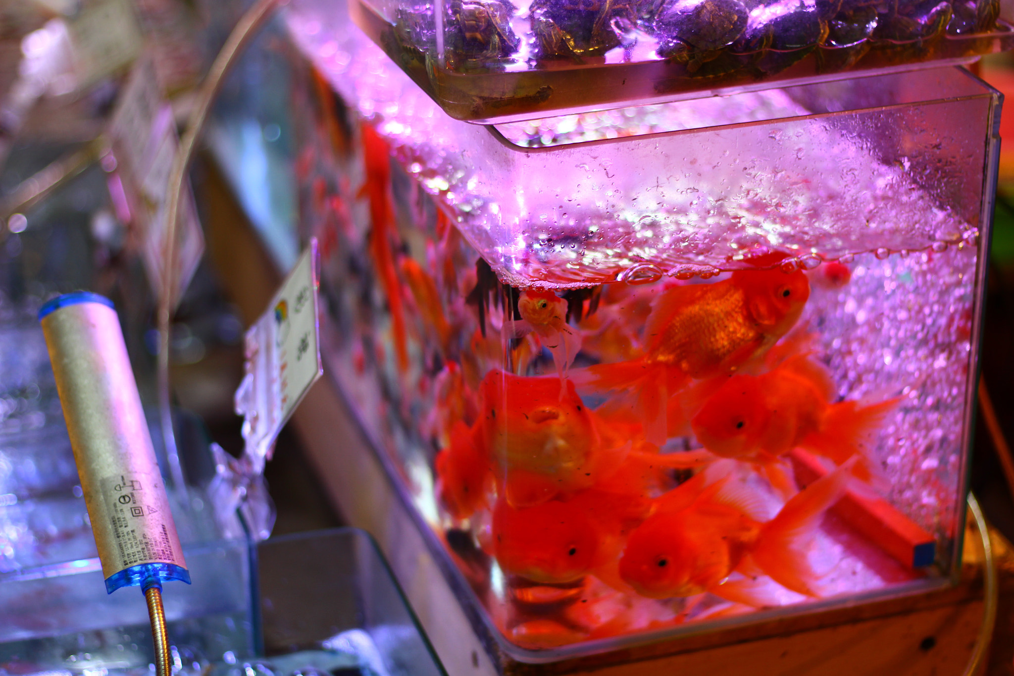 Canon EOS 700D (EOS Rebel T5i / EOS Kiss X7i) sample photo. Goldfish photography