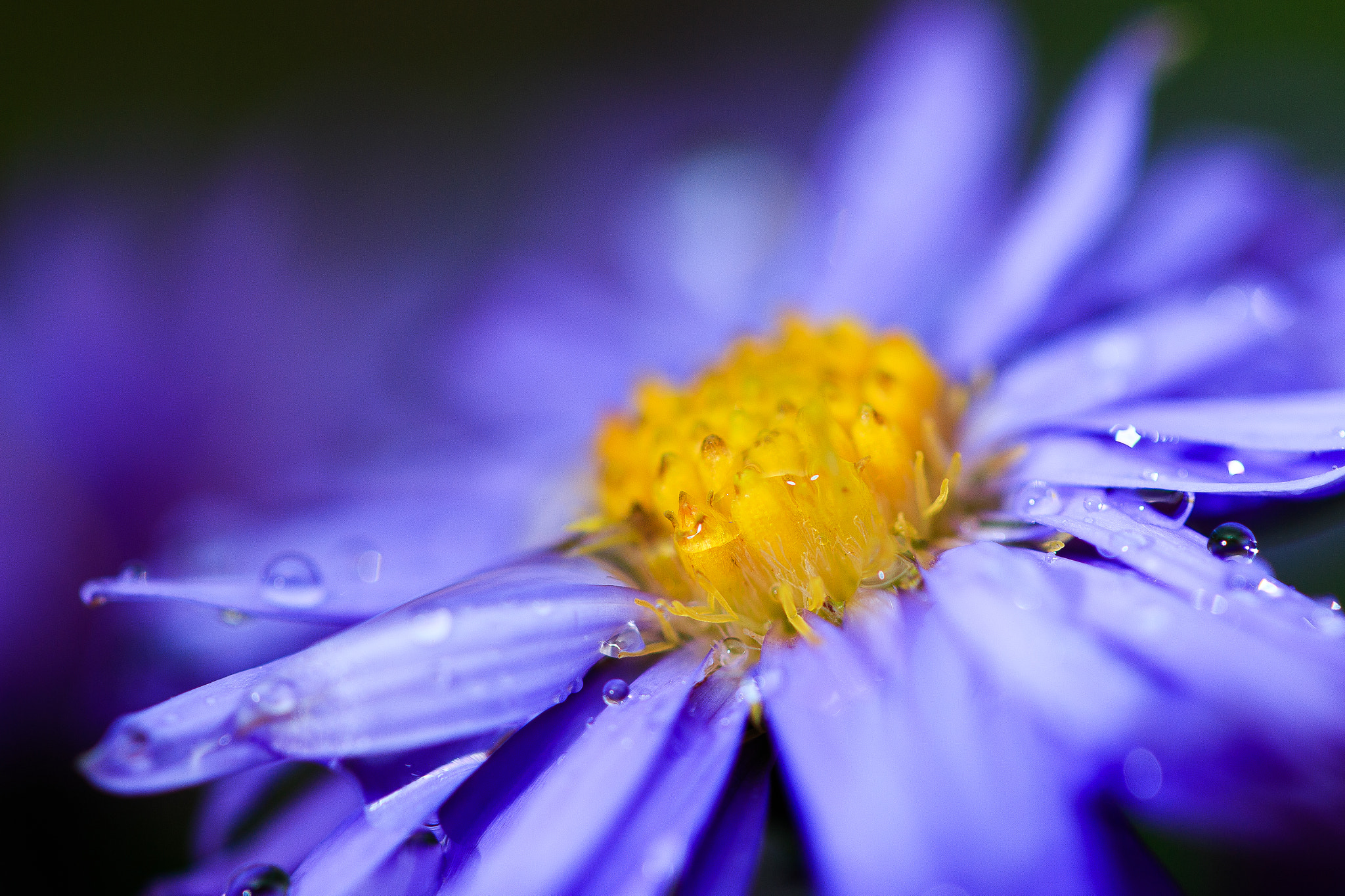 Canon EOS 70D + Canon EF 100mm F2.8L Macro IS USM sample photo. Herbstastern photography