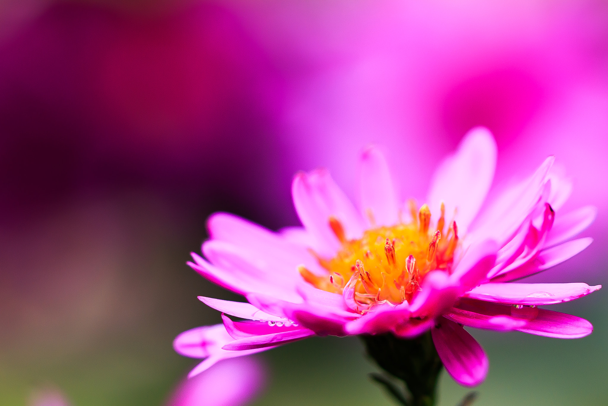 Canon EOS 70D + Canon EF 100mm F2.8L Macro IS USM sample photo. Herbstastern photography