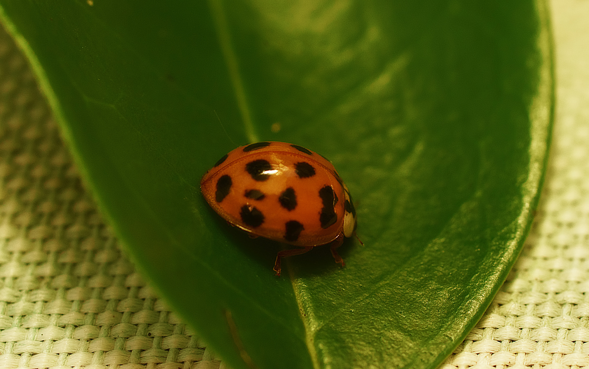 Sony a99 II + Tamron SP AF 90mm F2.8 Di Macro sample photo. Coccinellidae photography
