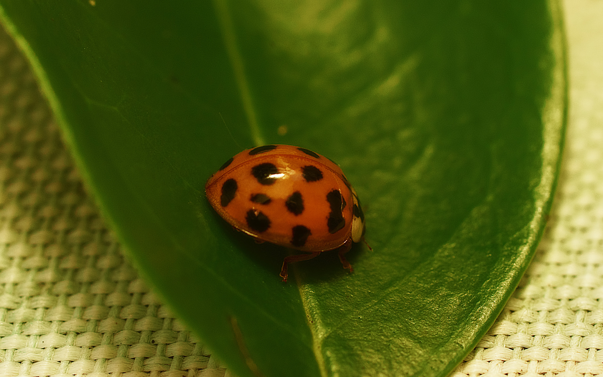 Tamron SP AF 90mm F2.8 Di Macro sample photo. Coccinellidae photography