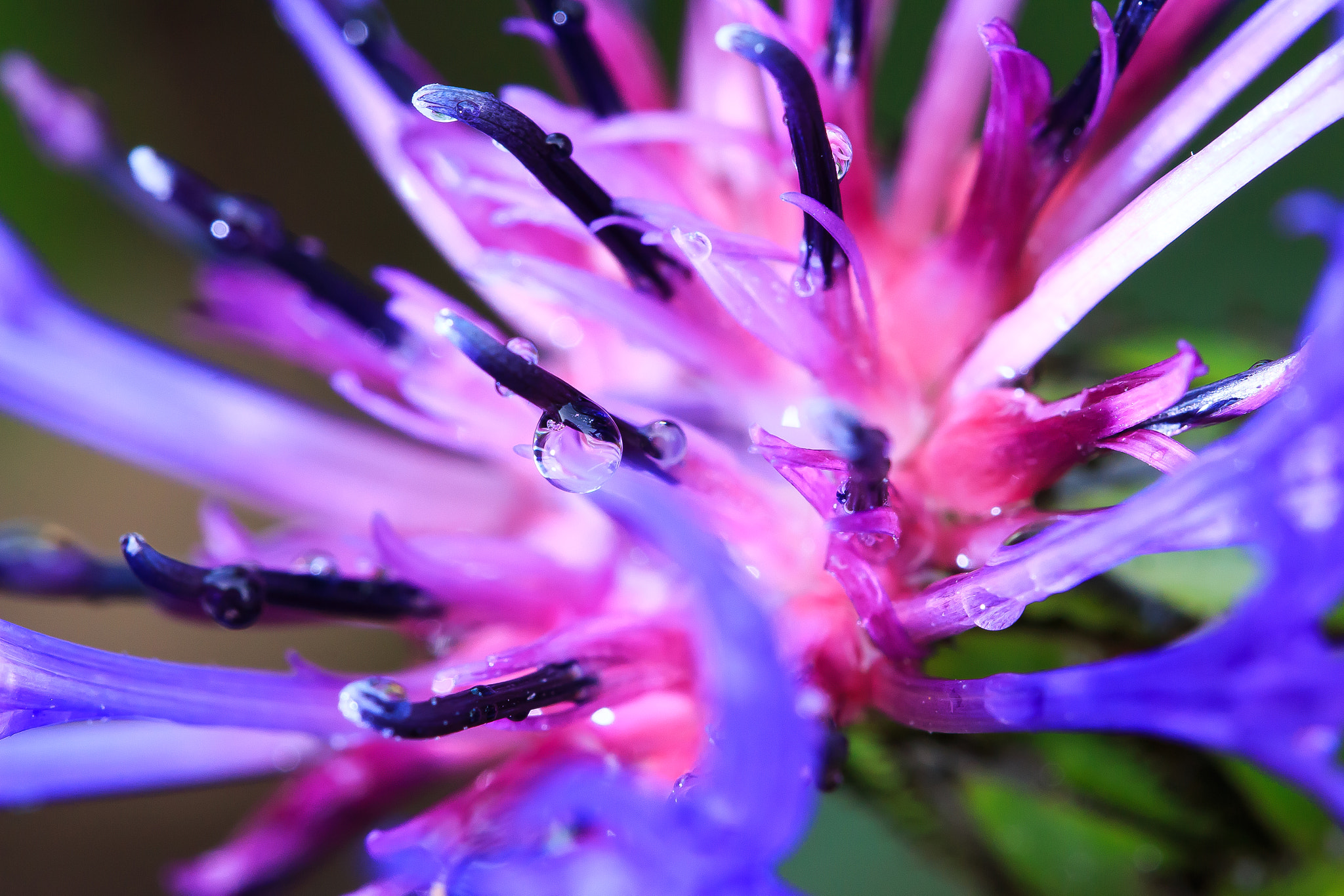 Canon EOS 70D + Canon EF 100mm F2.8L Macro IS USM sample photo. Bergflockenblume photography