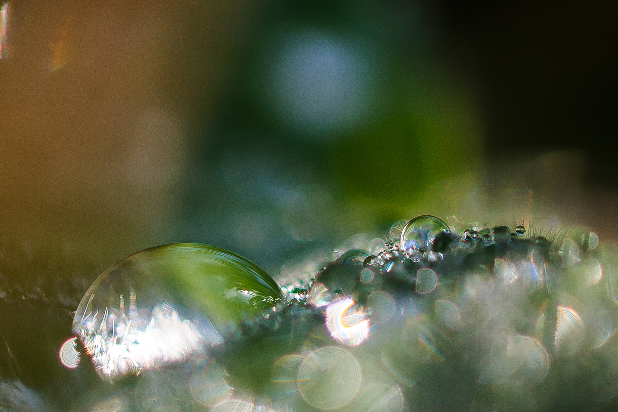 Canon EOS 70D + Canon EF 100mm F2.8L Macro IS USM sample photo. Tropfen photography