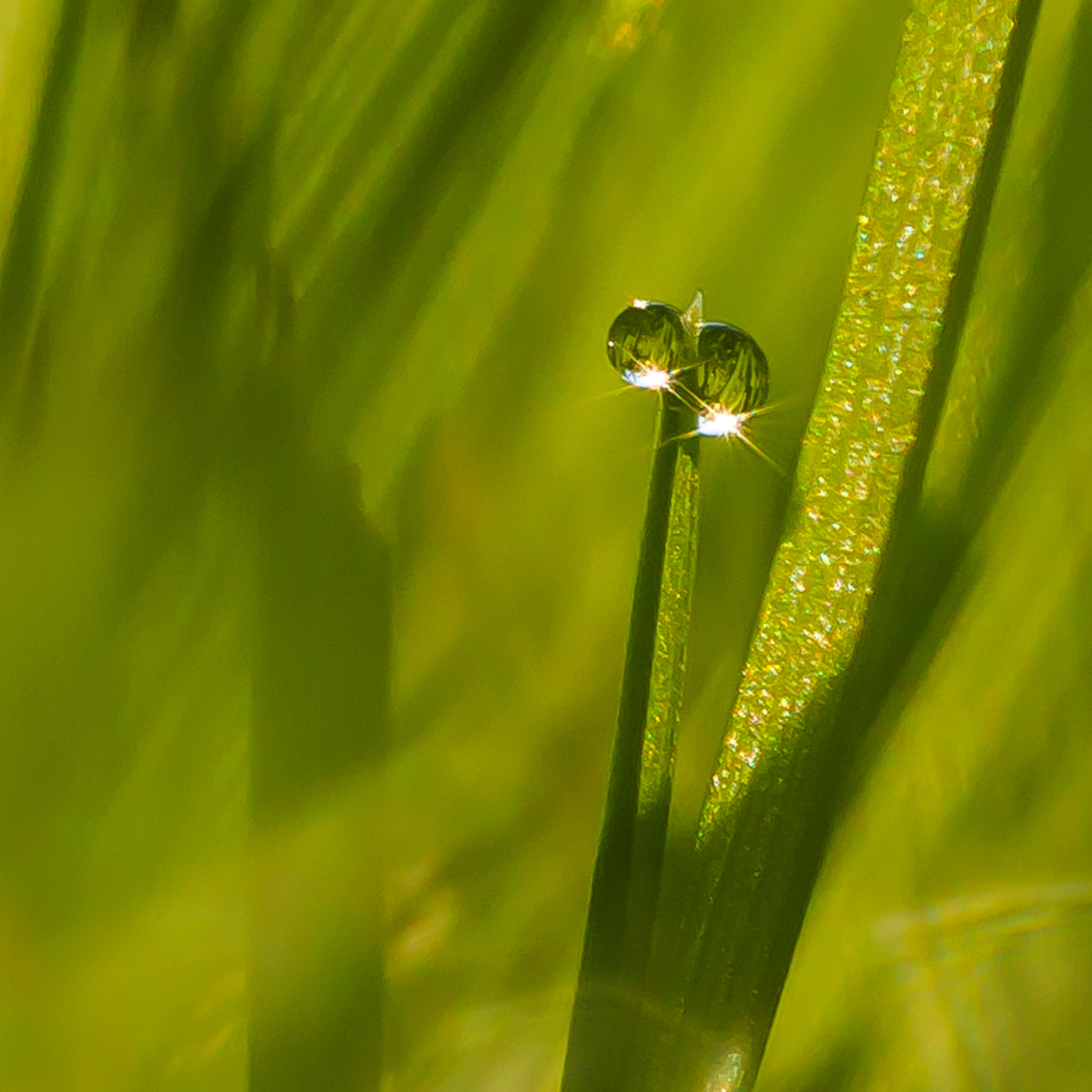 Canon EOS 70D + Canon EF 100mm F2.8L Macro IS USM sample photo. Tropfen photography