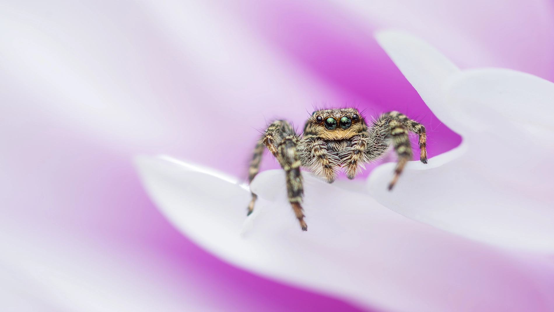 Sony ILCA-77M2 + Sony 100mm F2.8 Macro sample photo. Fence post jumper (marpissa muscosa) ( female ) photography