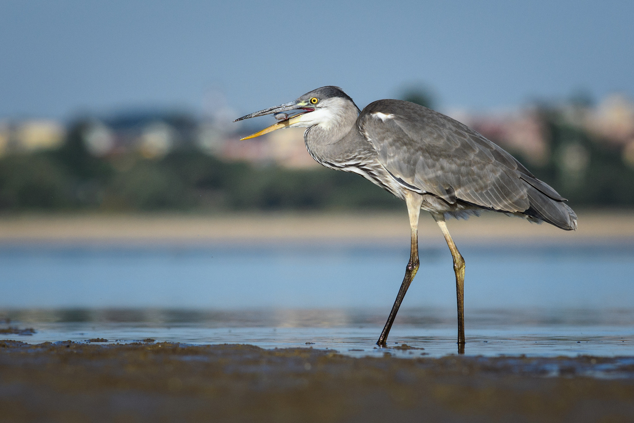 Nikon D500 + Nikon AF-S Nikkor 300mm F4D ED-IF sample photo. Heron fishing photography