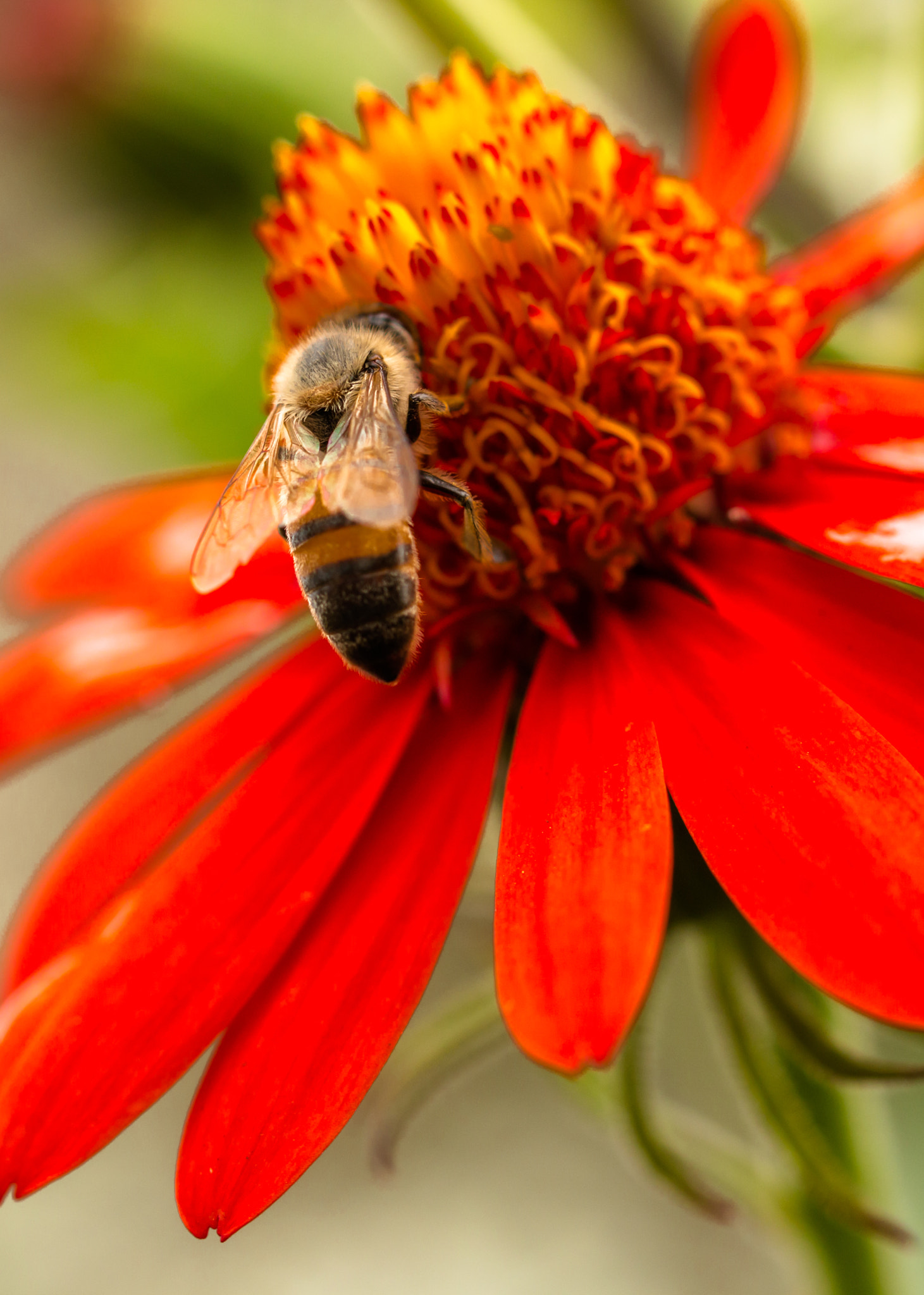 Canon EOS 70D + Canon EF 100mm F2.8L Macro IS USM sample photo. Na fonte photography