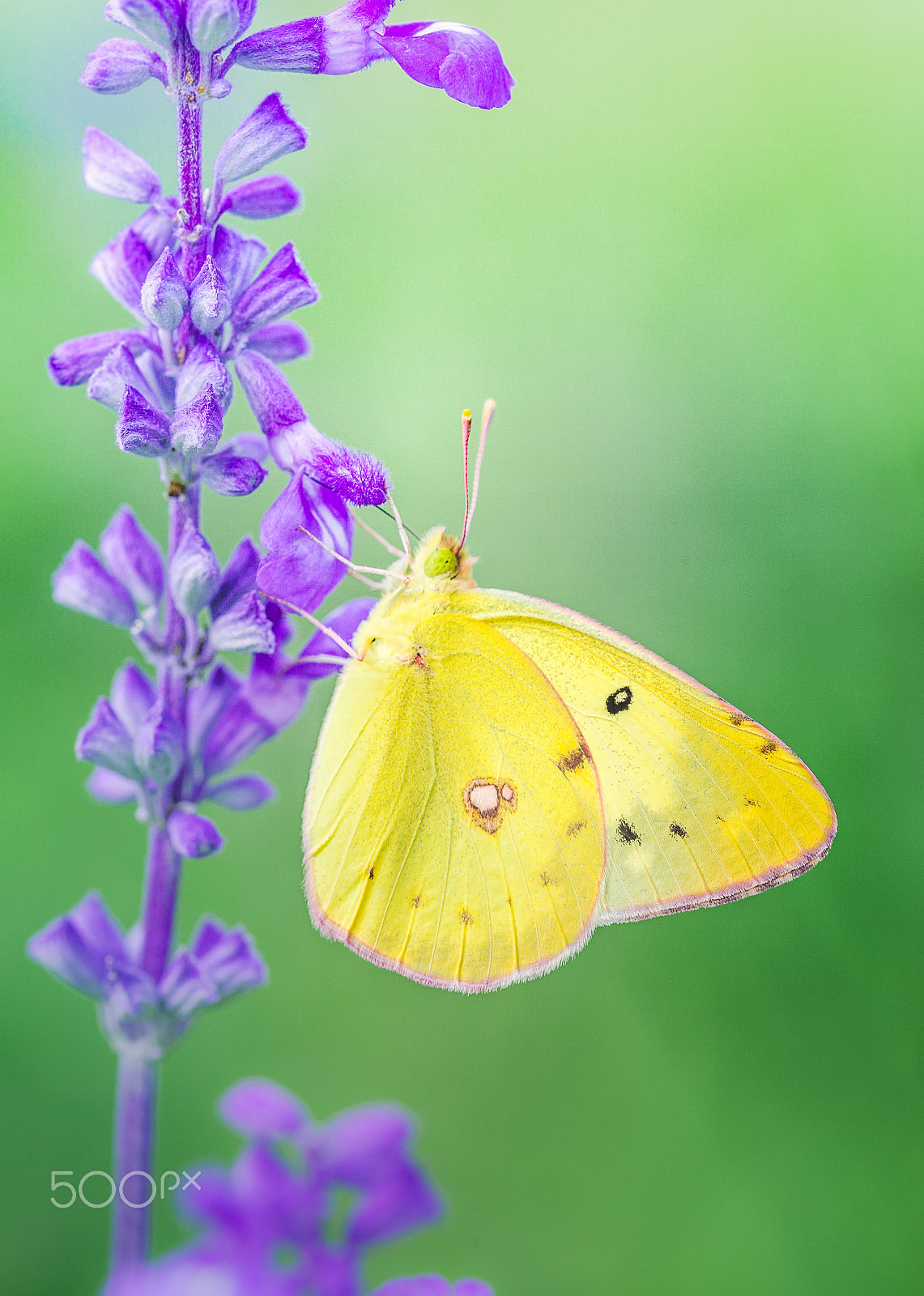 Sigma 105mm F2.8 EX DG OS HSM sample photo. Sweet purple photography