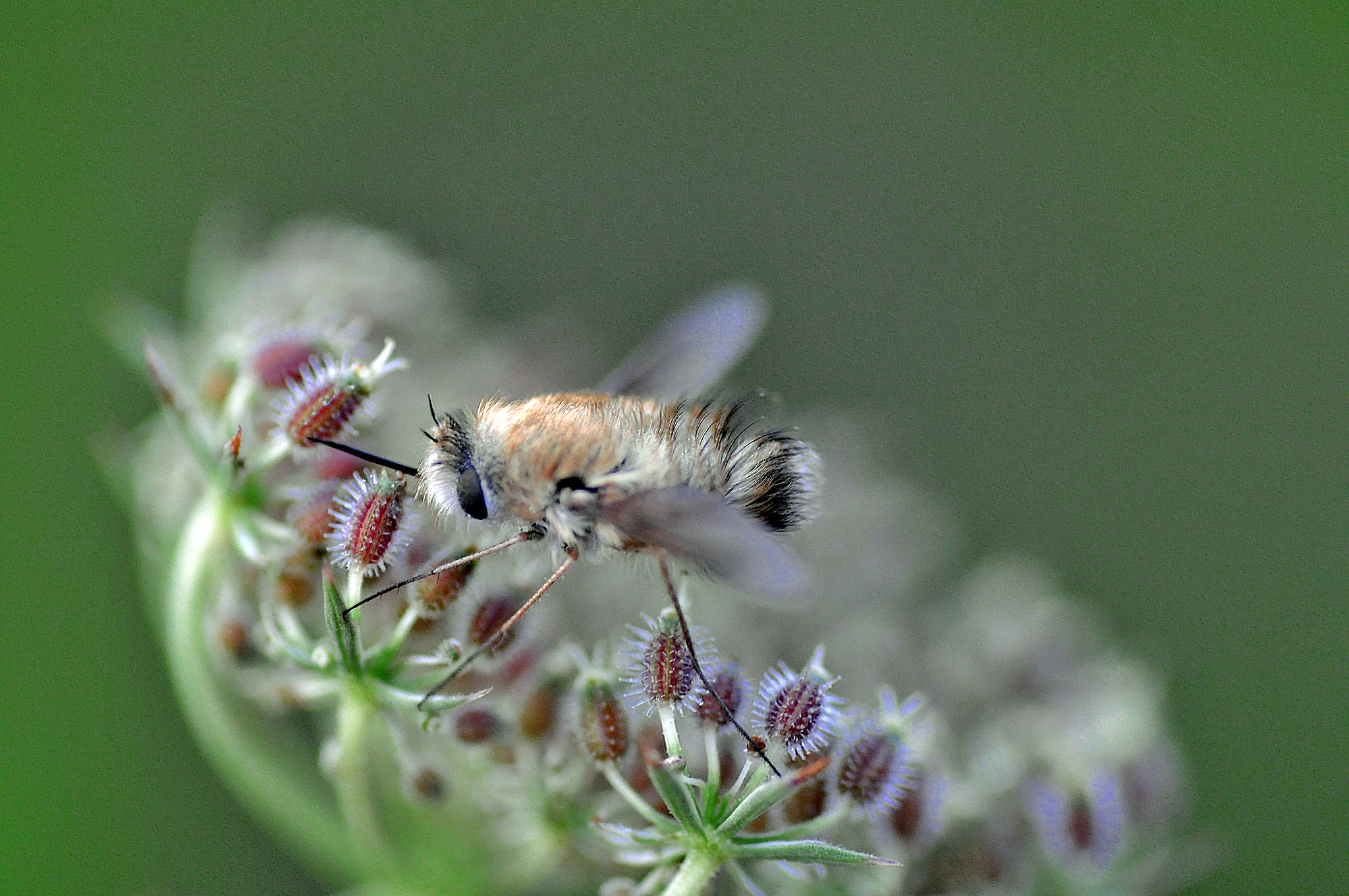 Nikon D5000 sample photo. Bombylius photography