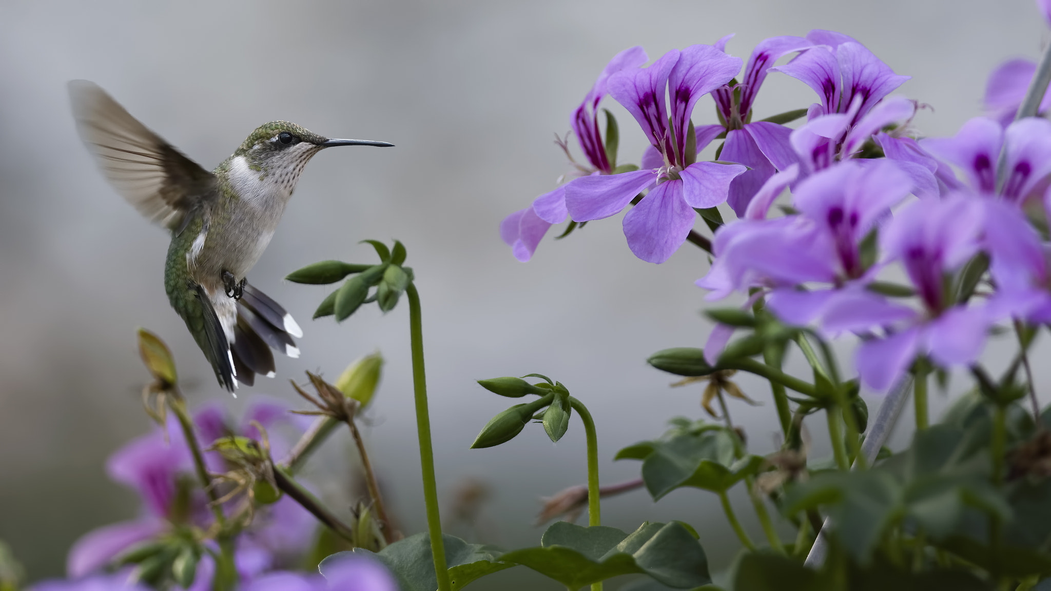 Nikon D7100 + Sigma 300mm F2.8 APO EX DG HSM sample photo. Hunter in the geraniums photography