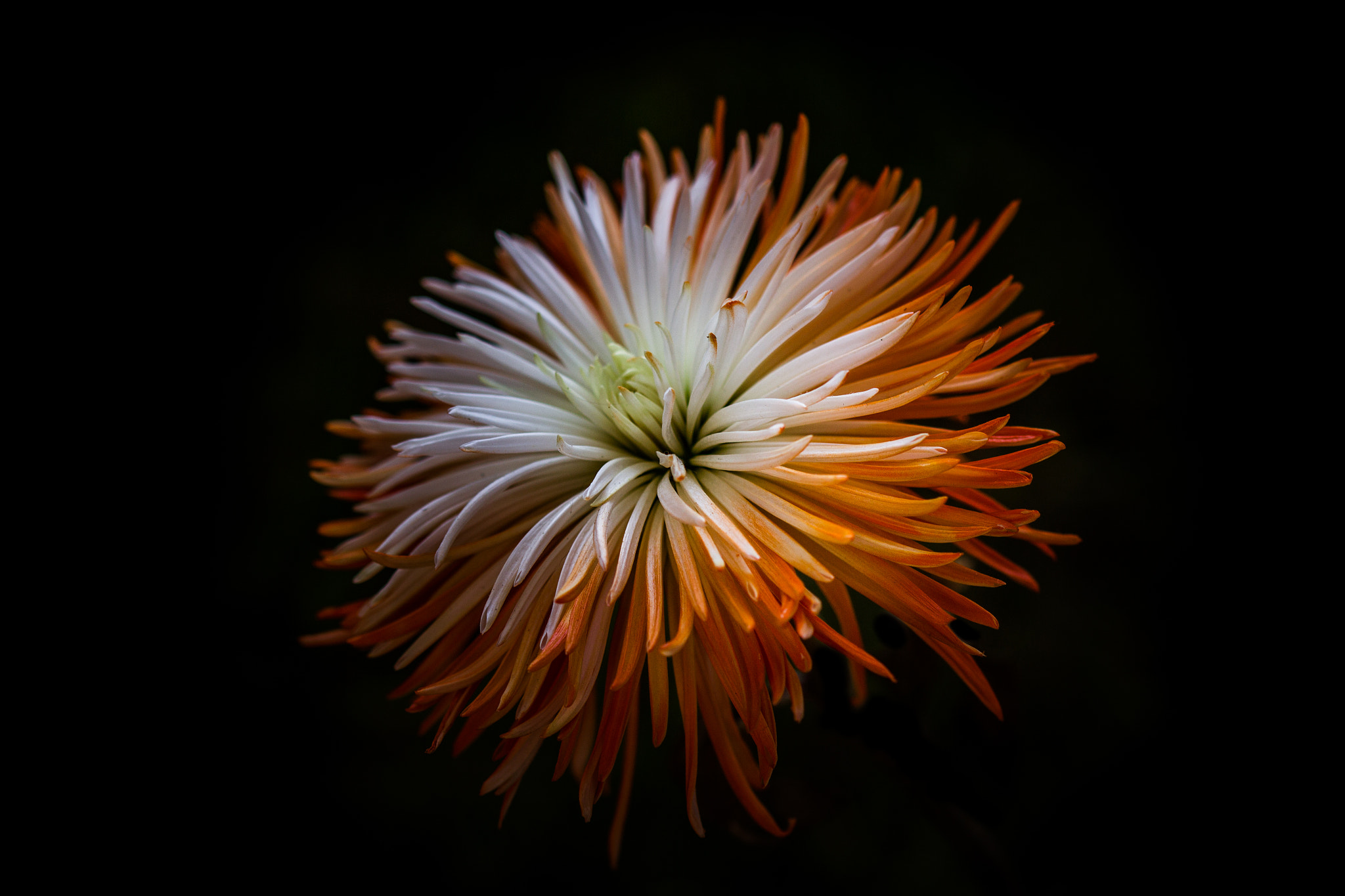 Canon EF 100mm F2.8 Macro USM sample photo. One last try photography