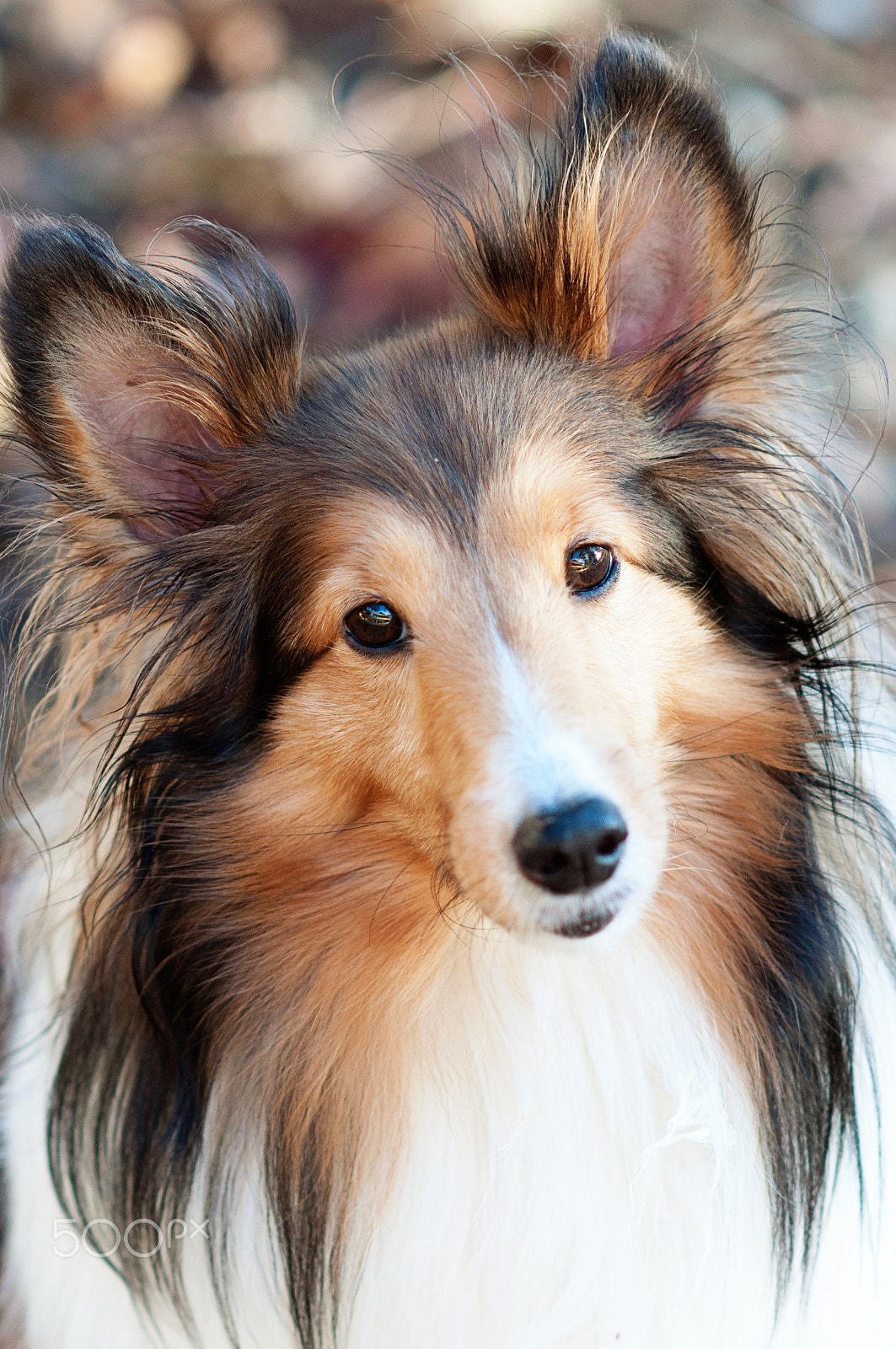 Nikon D90 + AF DC-Nikkor 135mm f/2D sample photo. Sheltie curiosity photography