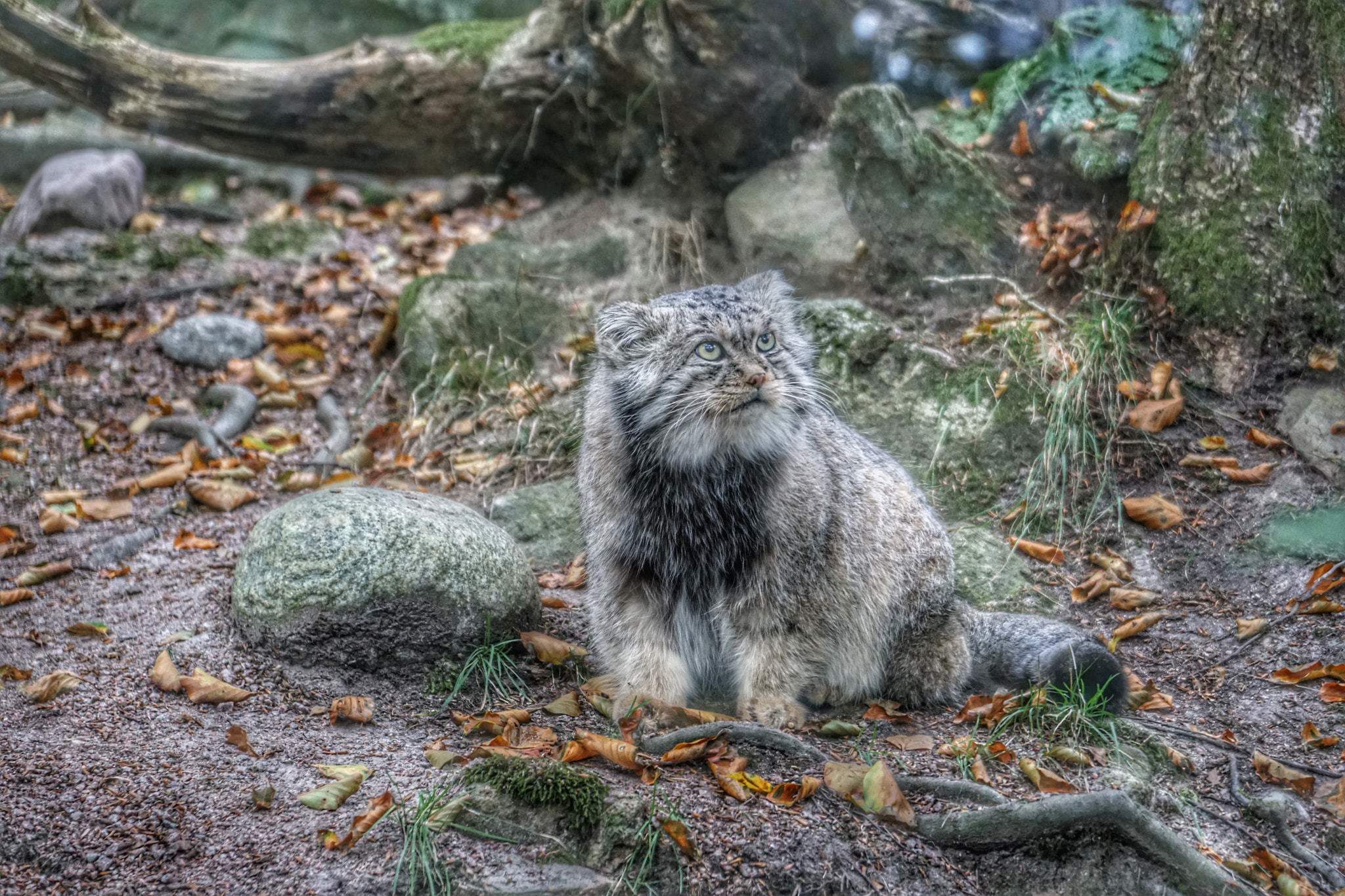 Sony a6300 sample photo. Manul photography