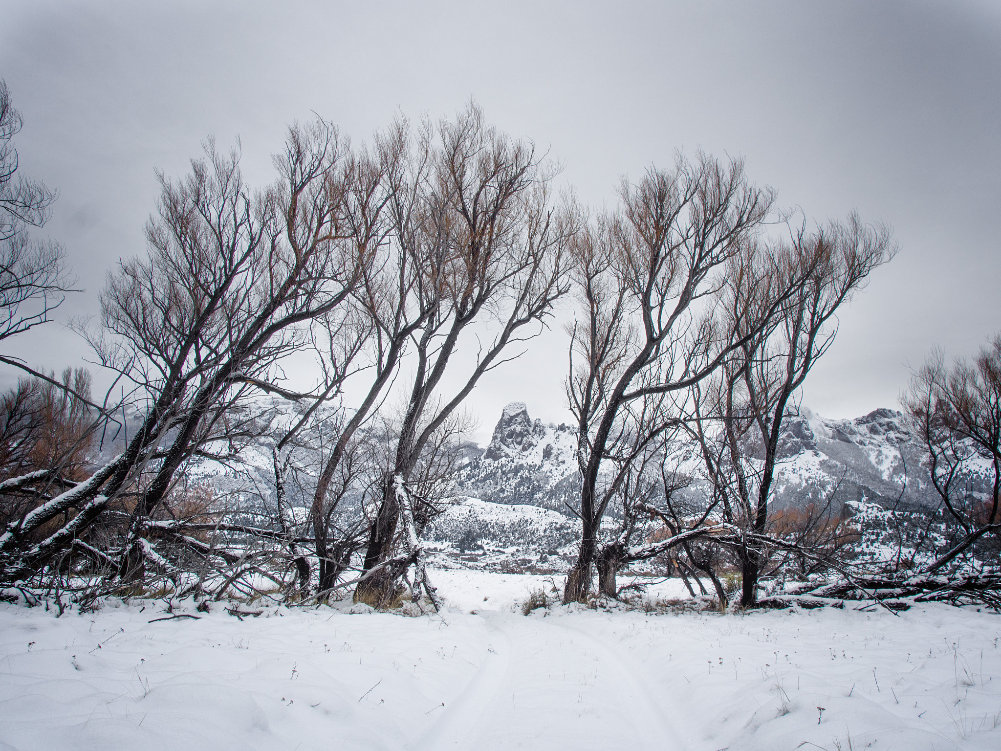 Olympus OM-D E-M5 + Olympus Zuiko Digital 14-54mm F2.8-3.5 II sample photo. Winter 1 photography
