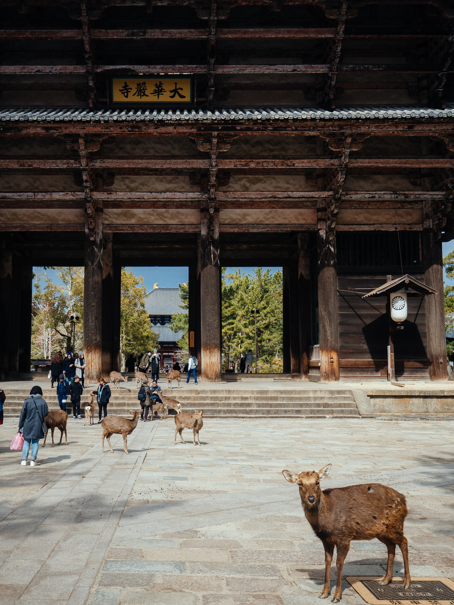 Olympus OM-D E-M5 II + OLYMPUS M.9-18mm F4.0-5.6 sample photo. Nara walks #4 photography