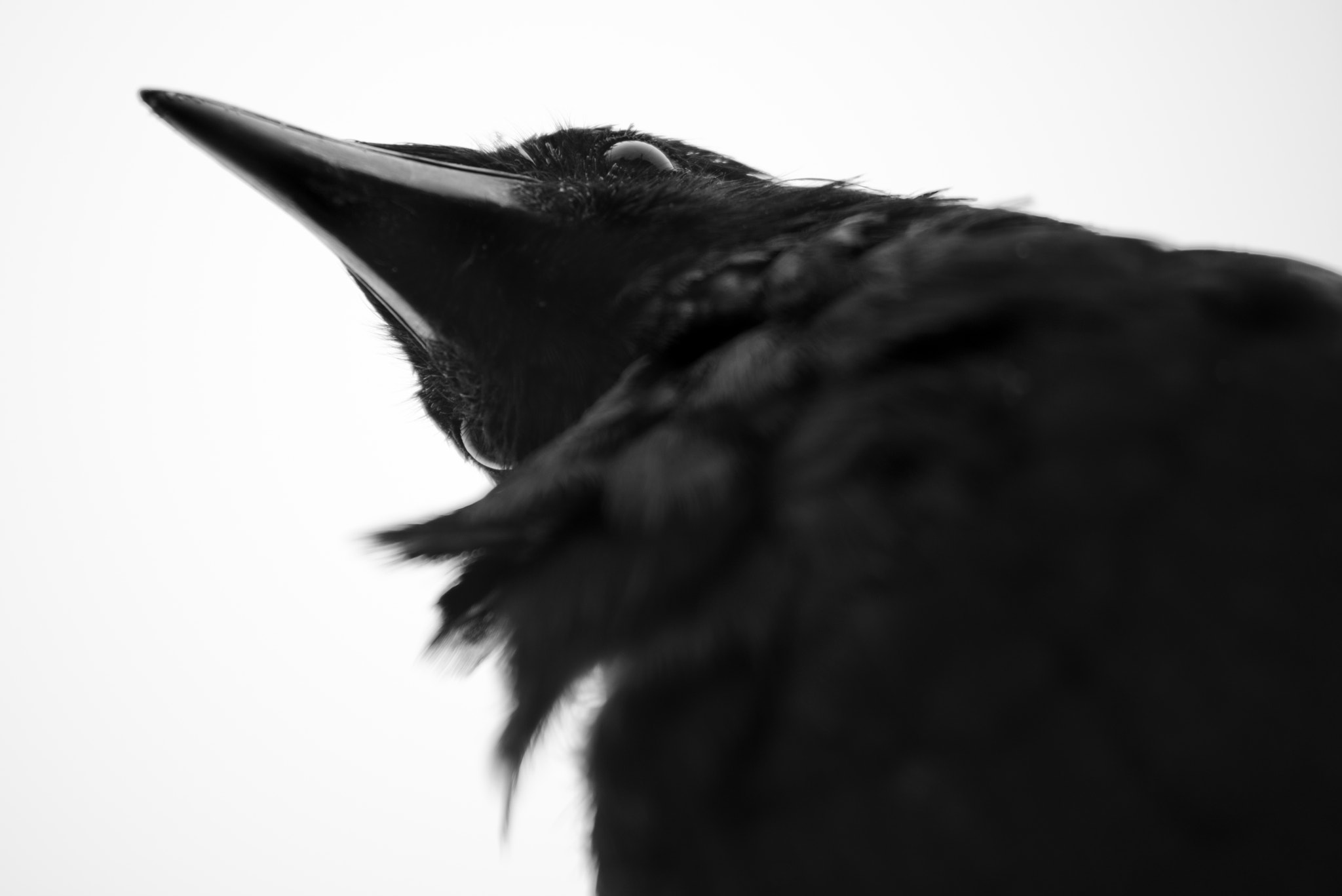 Nikon D800 + AF Nikkor 70-210mm f/4-5.6D sample photo. Portrait of a crow photography