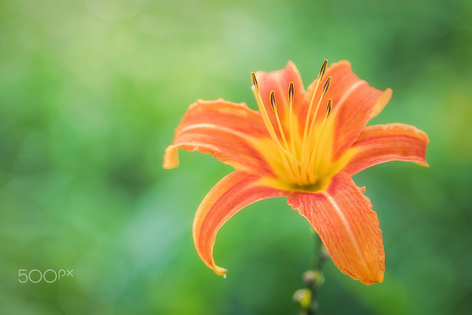 Canon EF 100mm F2.8L Macro IS USM sample photo. Blooming lilies photography