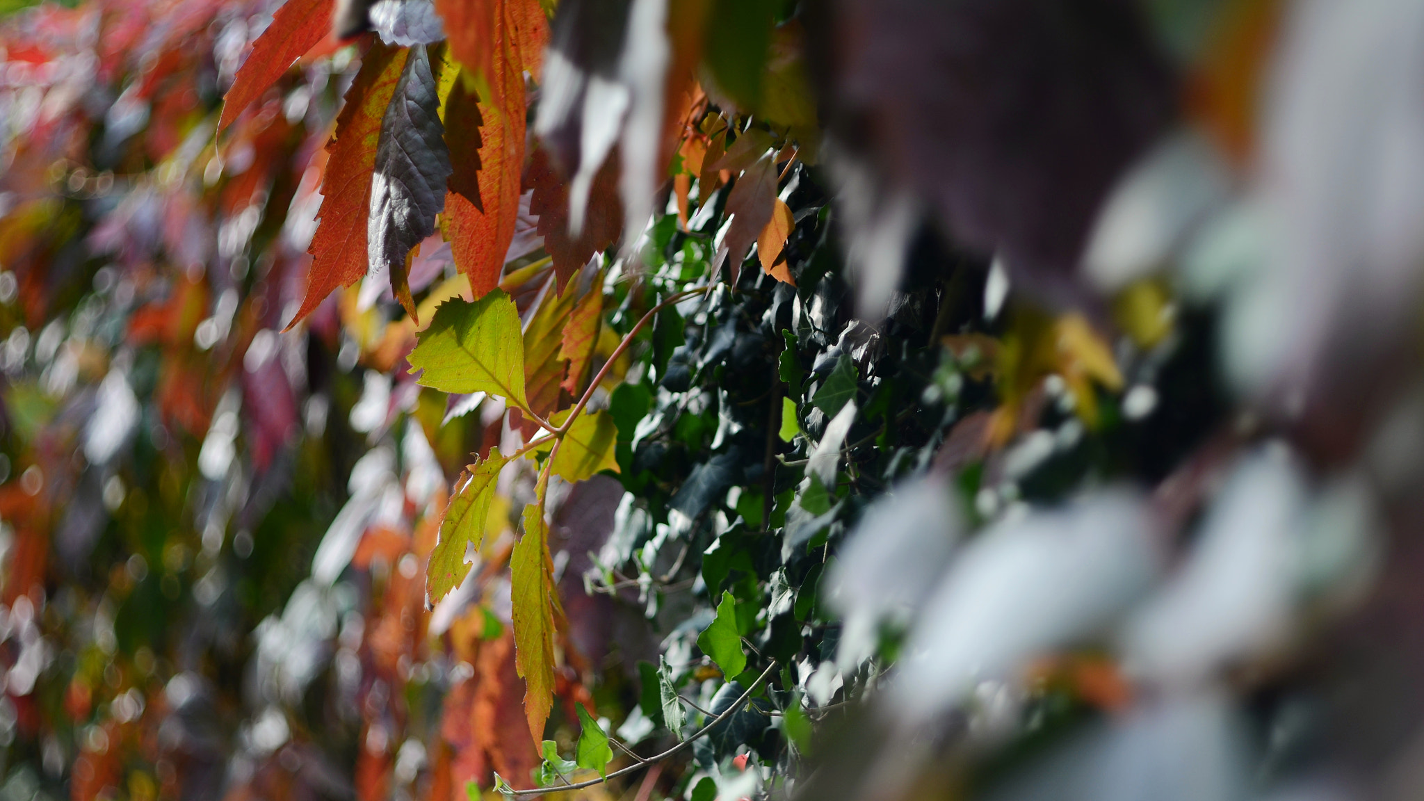 Manual Lens No CPU sample photo. Autumn colors photography