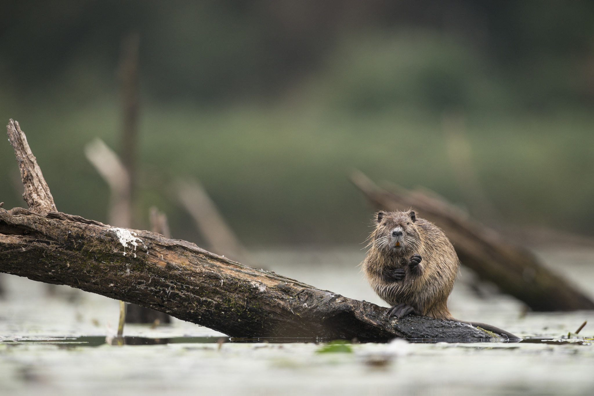 Nikon D800E + Nikon AF-S Nikkor 500mm F4G ED VR sample photo. Ragondin photography