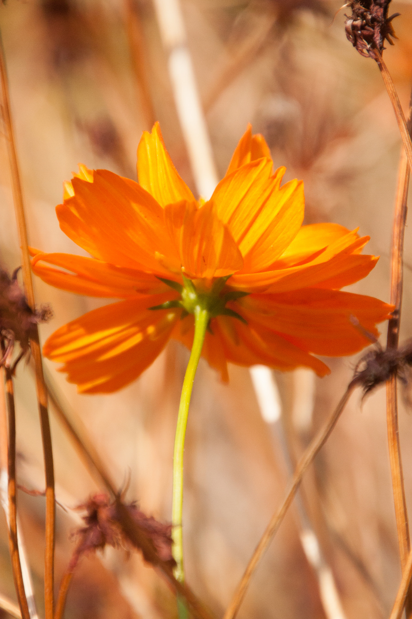 Canon EOS 40D sample photo. October photography