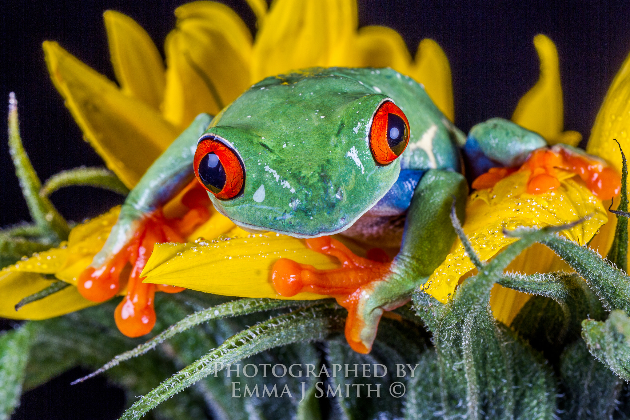 Canon EOS 7D + Canon EF 100mm F2.8L Macro IS USM sample photo. Adornment photography