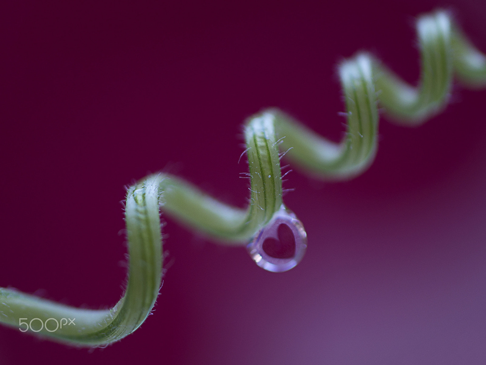 Samsung NX300 + Samsung NX 60mm F2.8 Macro ED OIS SSA sample photo. My love... photography