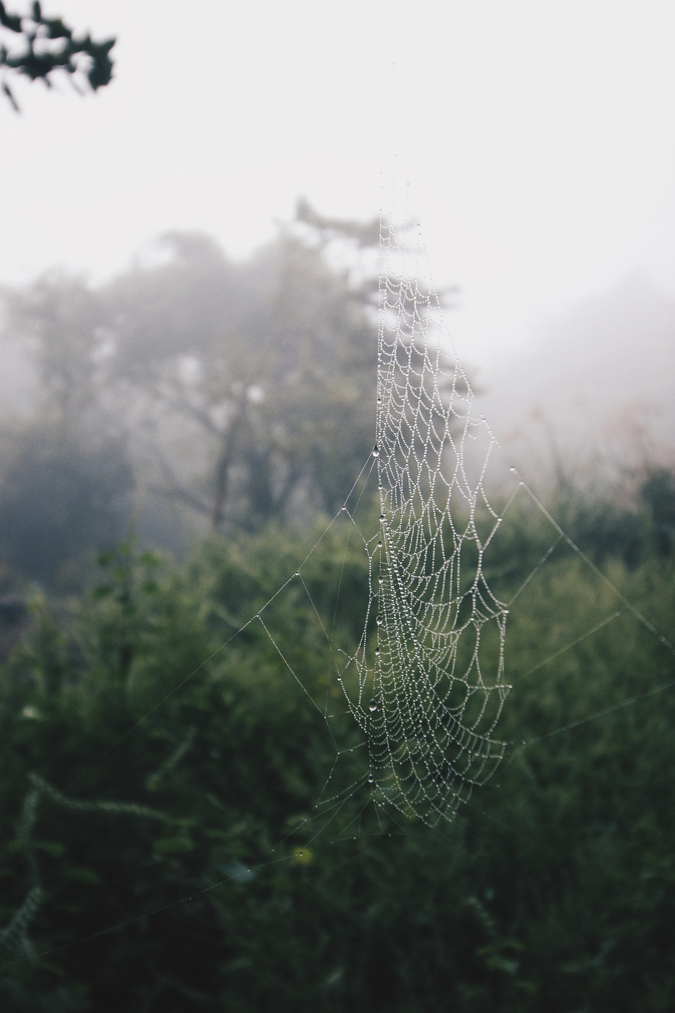 Canon EOS 100D (EOS Rebel SL1 / EOS Kiss X7) sample photo. Spiderweb photography