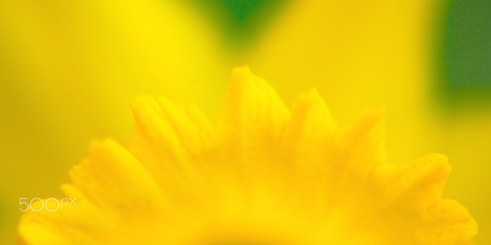 Kodak DCS Pro 14N sample photo. Sunrise flower photography