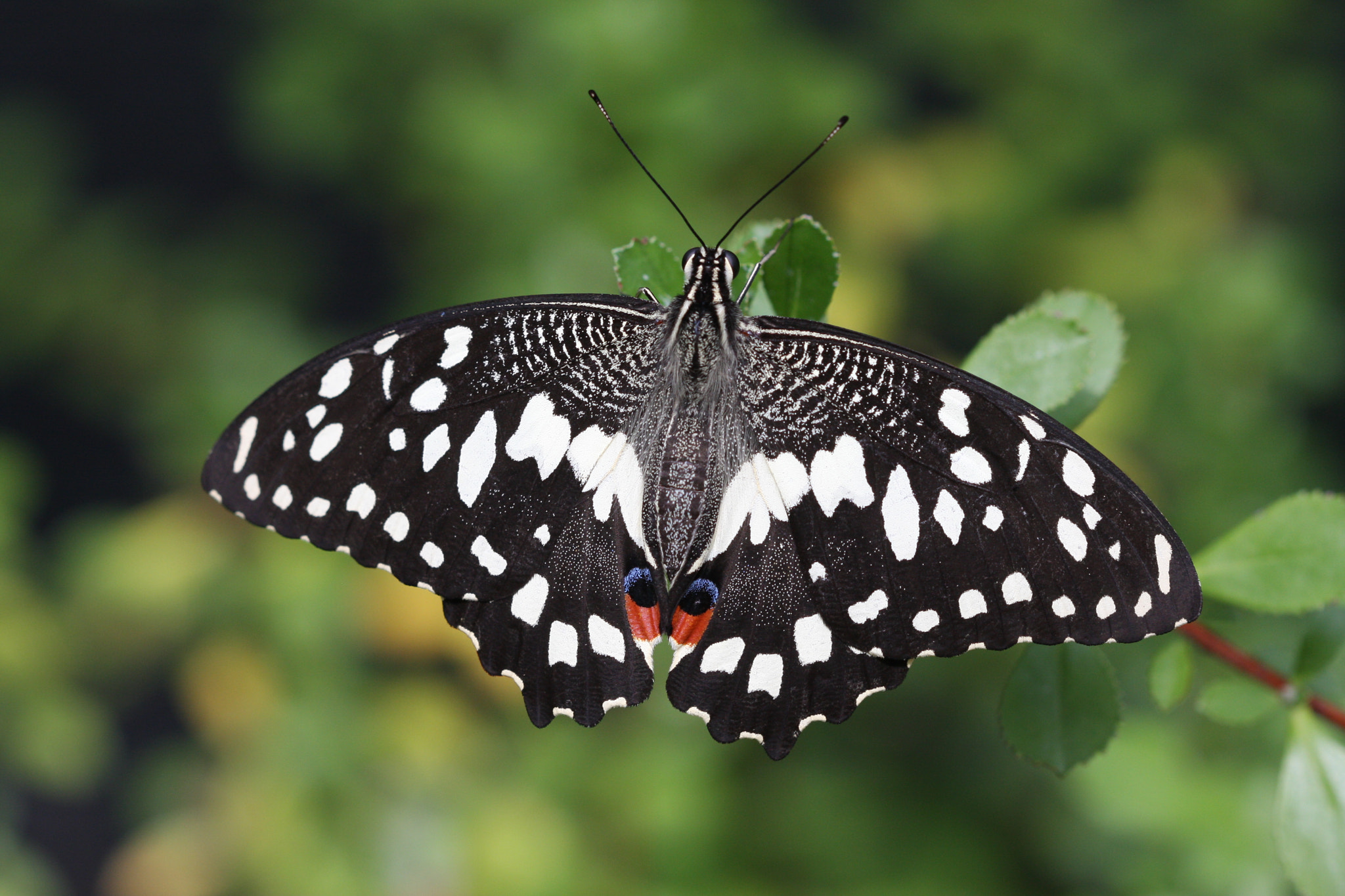 Canon EOS 40D sample photo. Papilio demodocus or citrus wallowtail photography