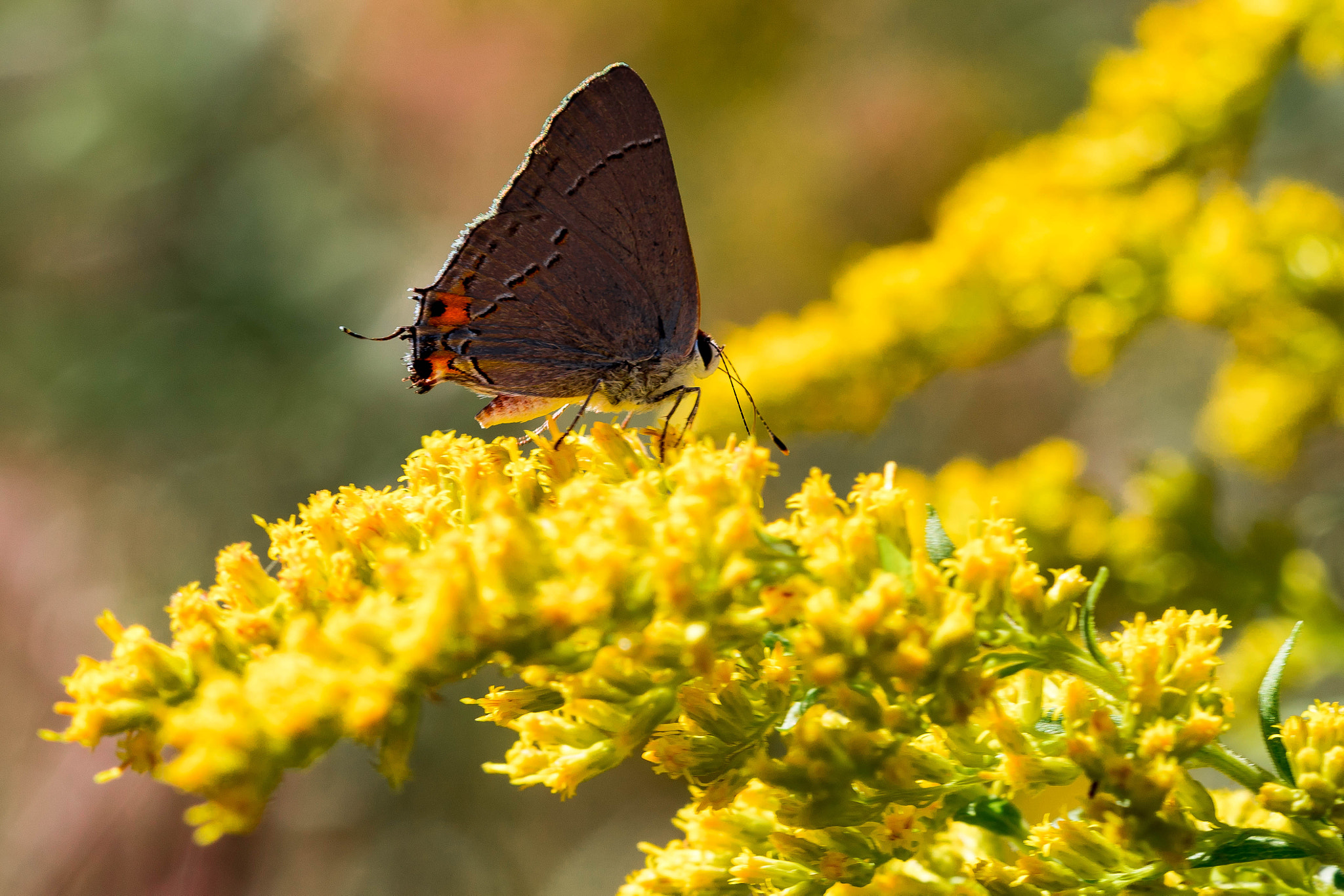 Sony a6300 + Sony FE 90mm F2.8 Macro G OSS sample photo. Small butterfly on goldenrod photography