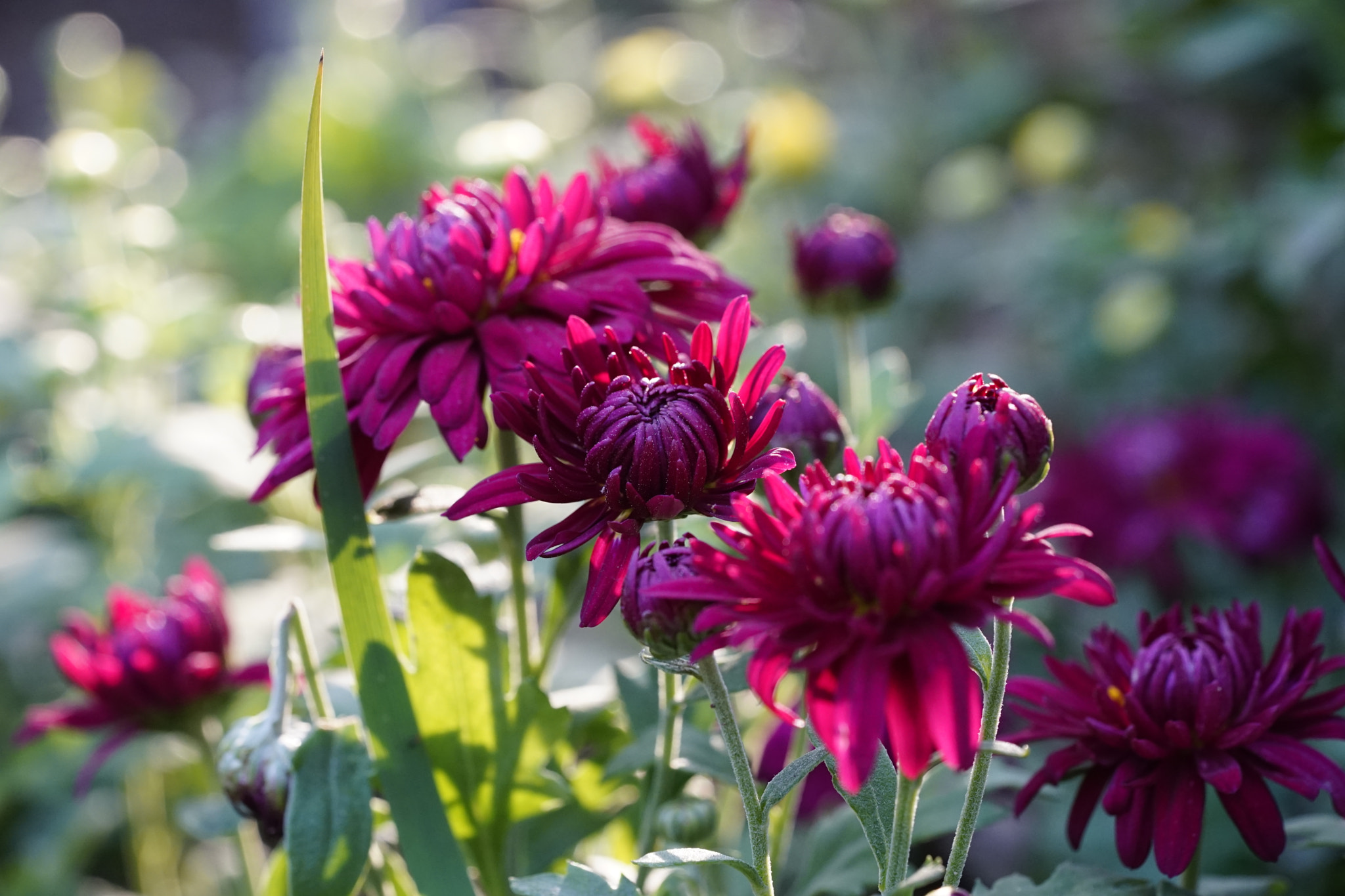 Sony a7 II + Sony FE 90mm F2.8 Macro G OSS sample photo. 菊仙怒了 photography