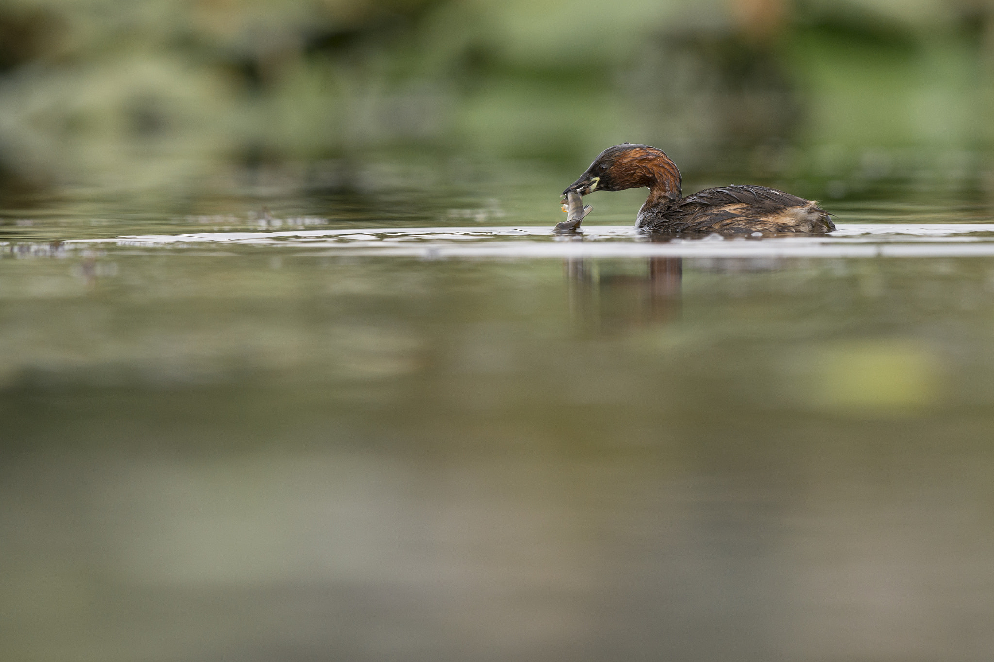 Nikon D800E + Nikon AF-S Nikkor 500mm F4G ED VR sample photo. Grèbe castagneux - tachybaptus ruficollis photography