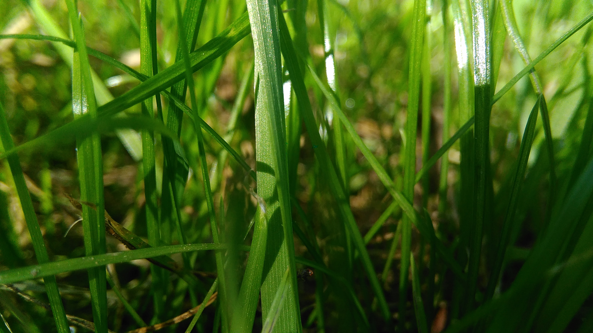HUAWEI G620S-L01 sample photo. Grass. photography