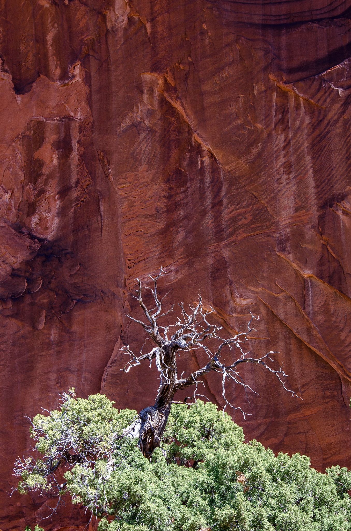 Nikon D7000 sample photo. Lone tree against red wall photography