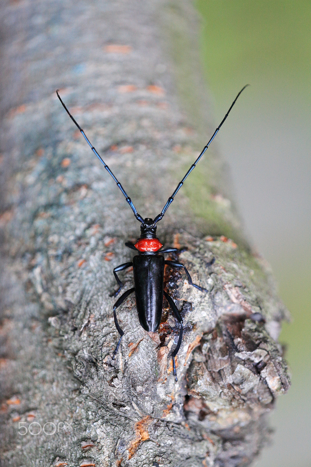 Canon EF 180mm F3.5L Macro USM sample photo. Black beetle 天牛 photography
