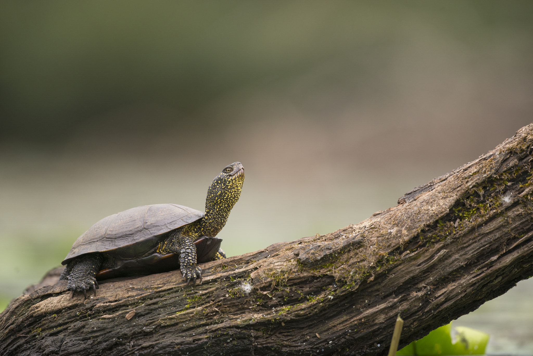 Nikon D800E + Nikon AF-S Nikkor 500mm F4G ED VR sample photo. Cistude d'europe - emys orbicularis photography