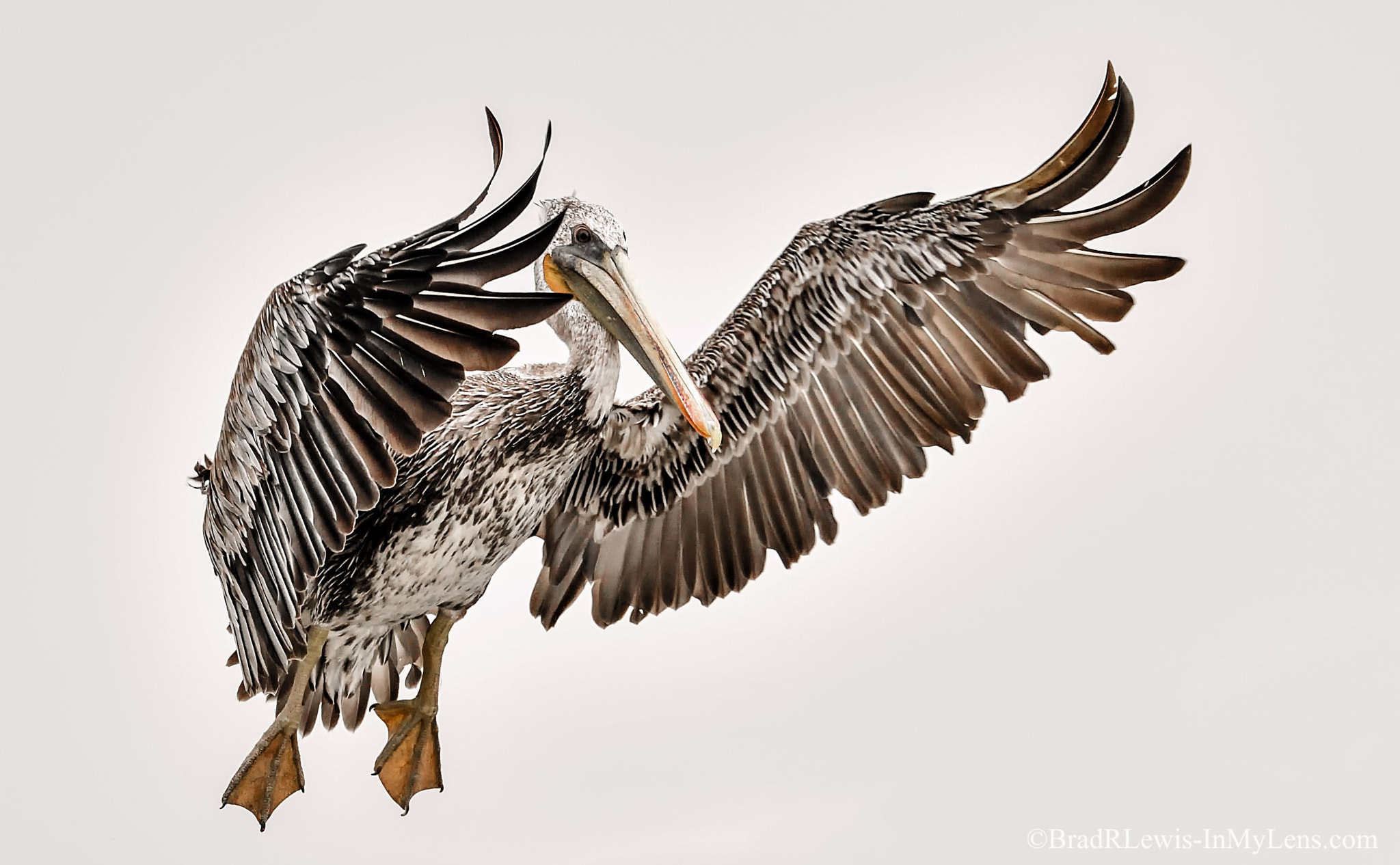 Nikon D5 + Nikon AF-S Nikkor 500mm F4E FL ED VR sample photo. Brown pelican photography