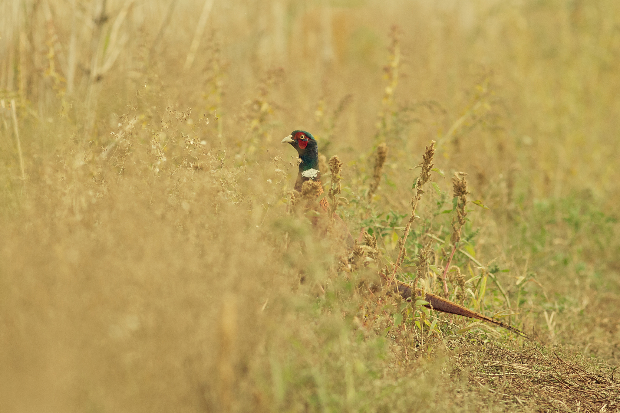 Canon EF 400mm F5.6L USM sample photo. Pheasant photography