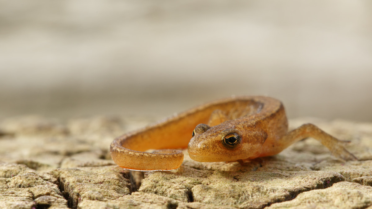 Canon EF 100mm F2.8L Macro IS USM sample photo. Smooth newt photography