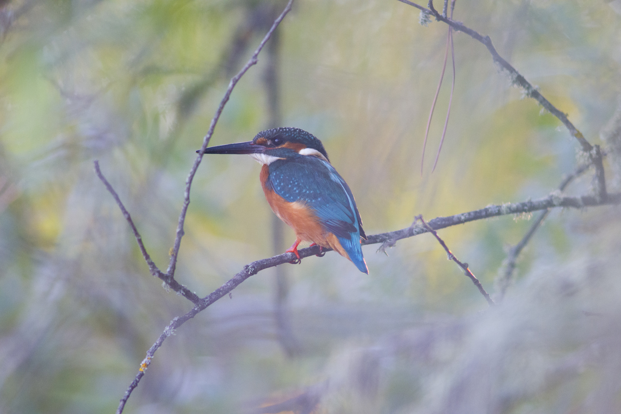 Nikon D7200 + AF Nikkor 300mm f/4 IF-ED sample photo. Kingfisher photography