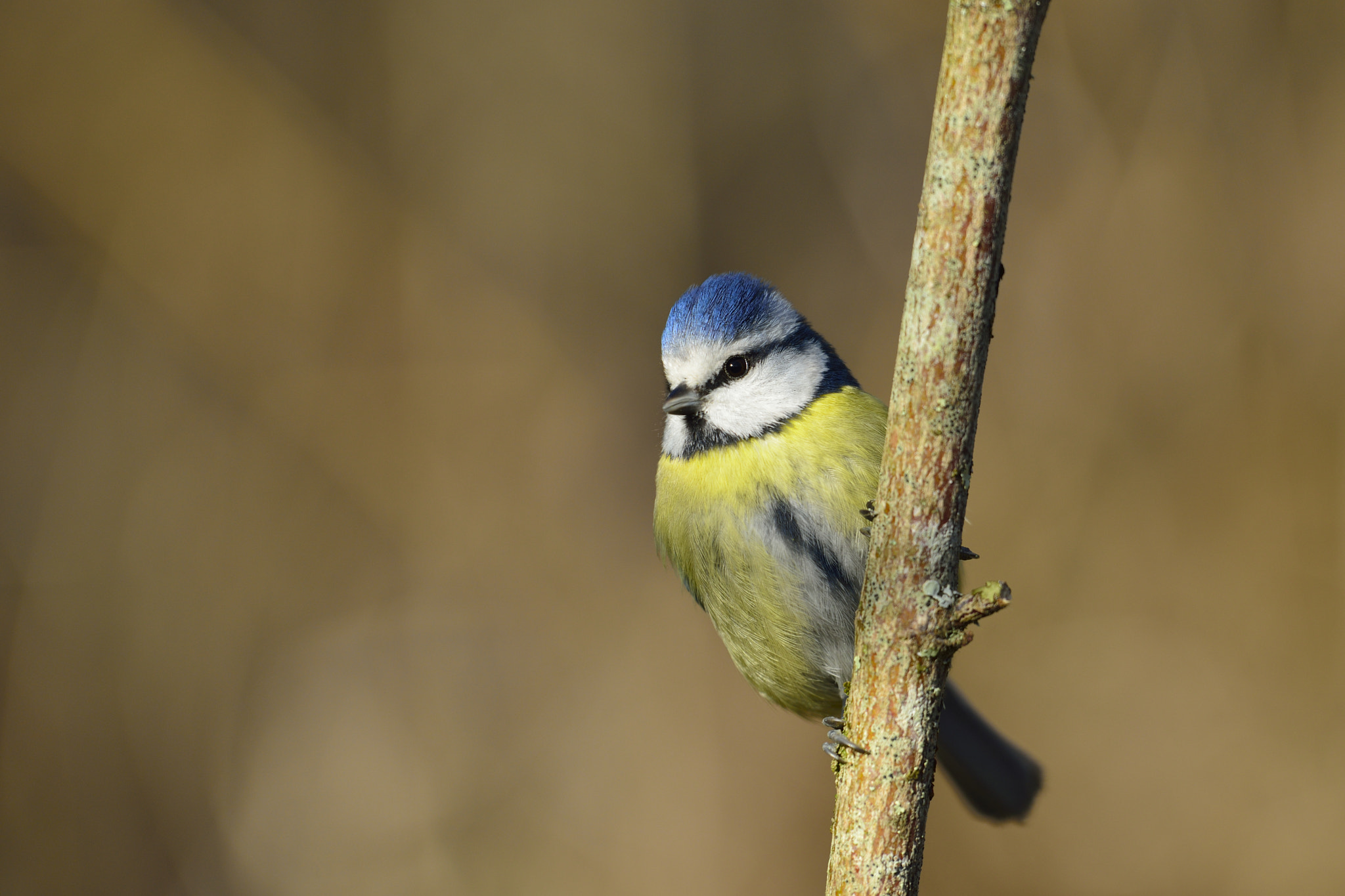 Nikon D800 + Nikon AF-S Nikkor 400mm F2.8G ED VR II sample photo. Mésange bleue - cyanistes caeruleus photography