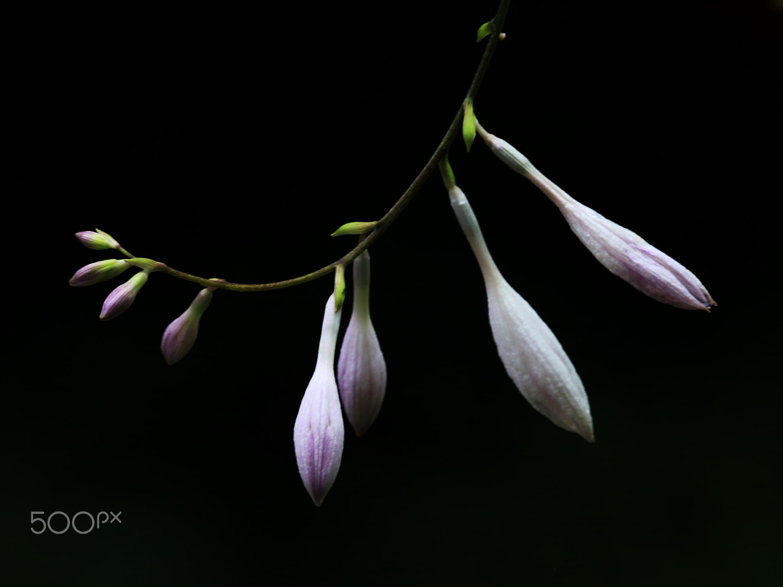 Canon EF 180mm F3.5L Macro USM sample photo. Flowers photography