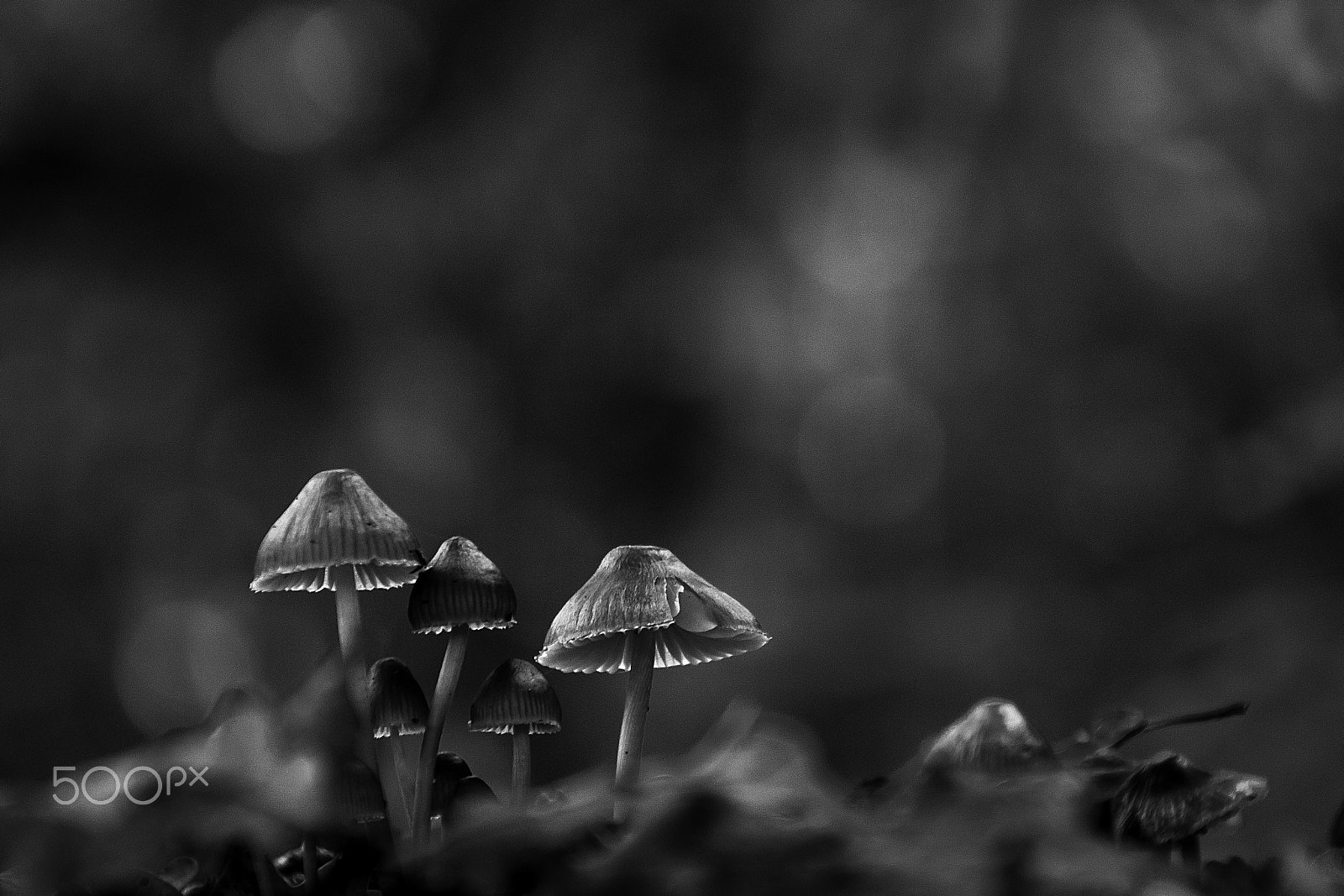 Canon EOS 500D (EOS Rebel T1i / EOS Kiss X3) sample photo. There come the mushrooms! photography