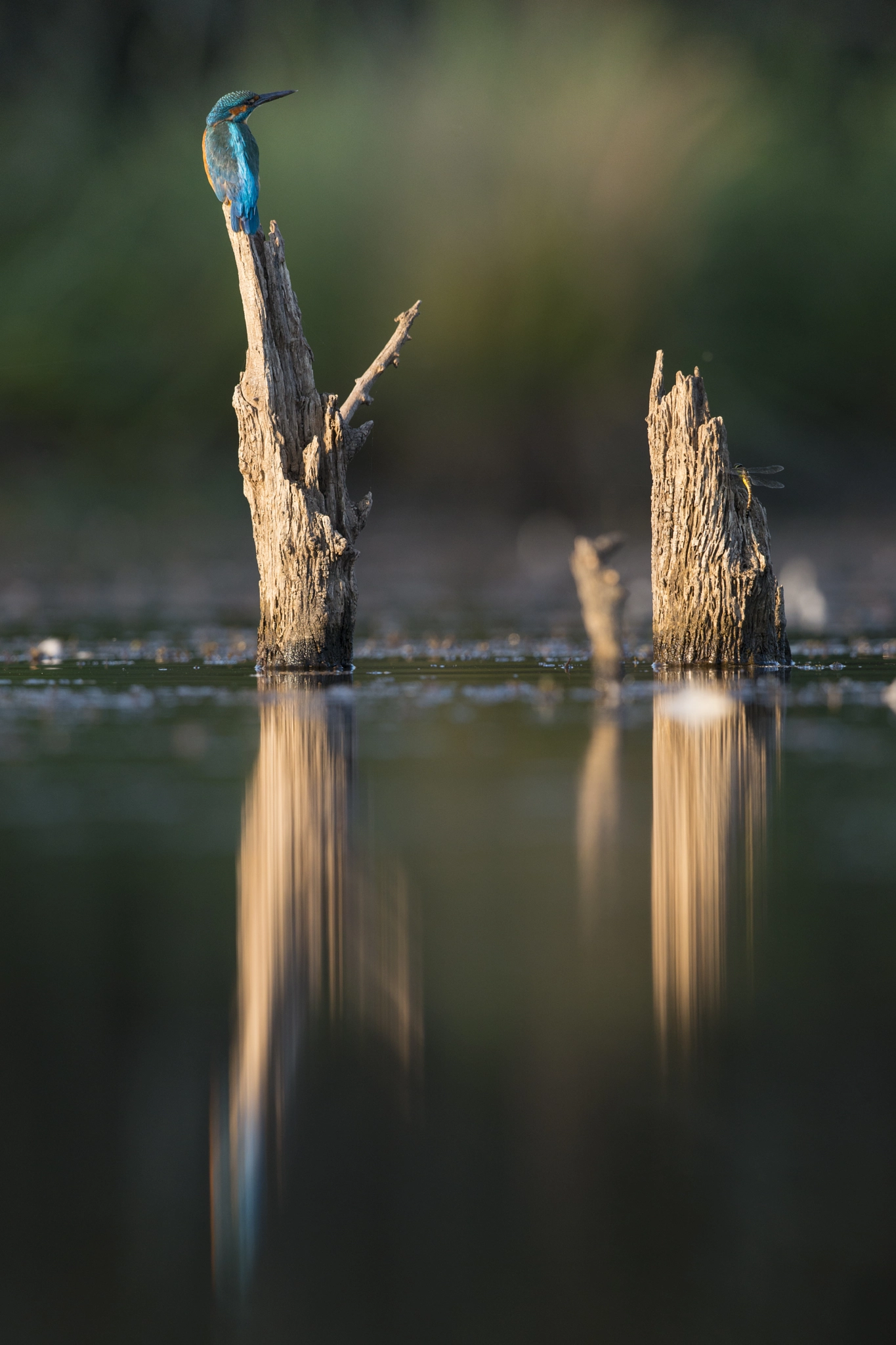 Nikon D800E + Nikon AF-S Nikkor 500mm F4G ED VR sample photo. Martin-pêcheur - kingfisher - alcedo atthis photography