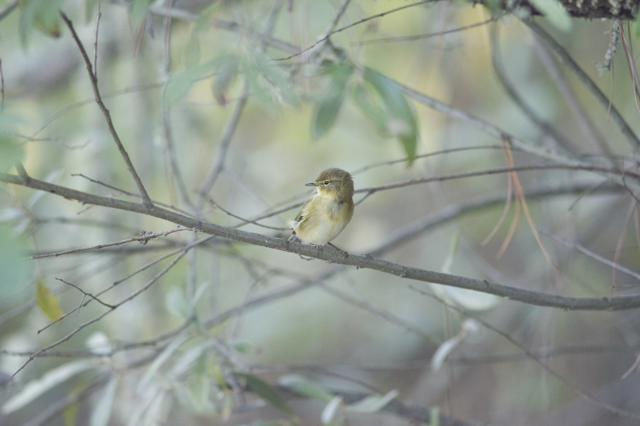 Nikon D7200 sample photo. Chiffchaff photography