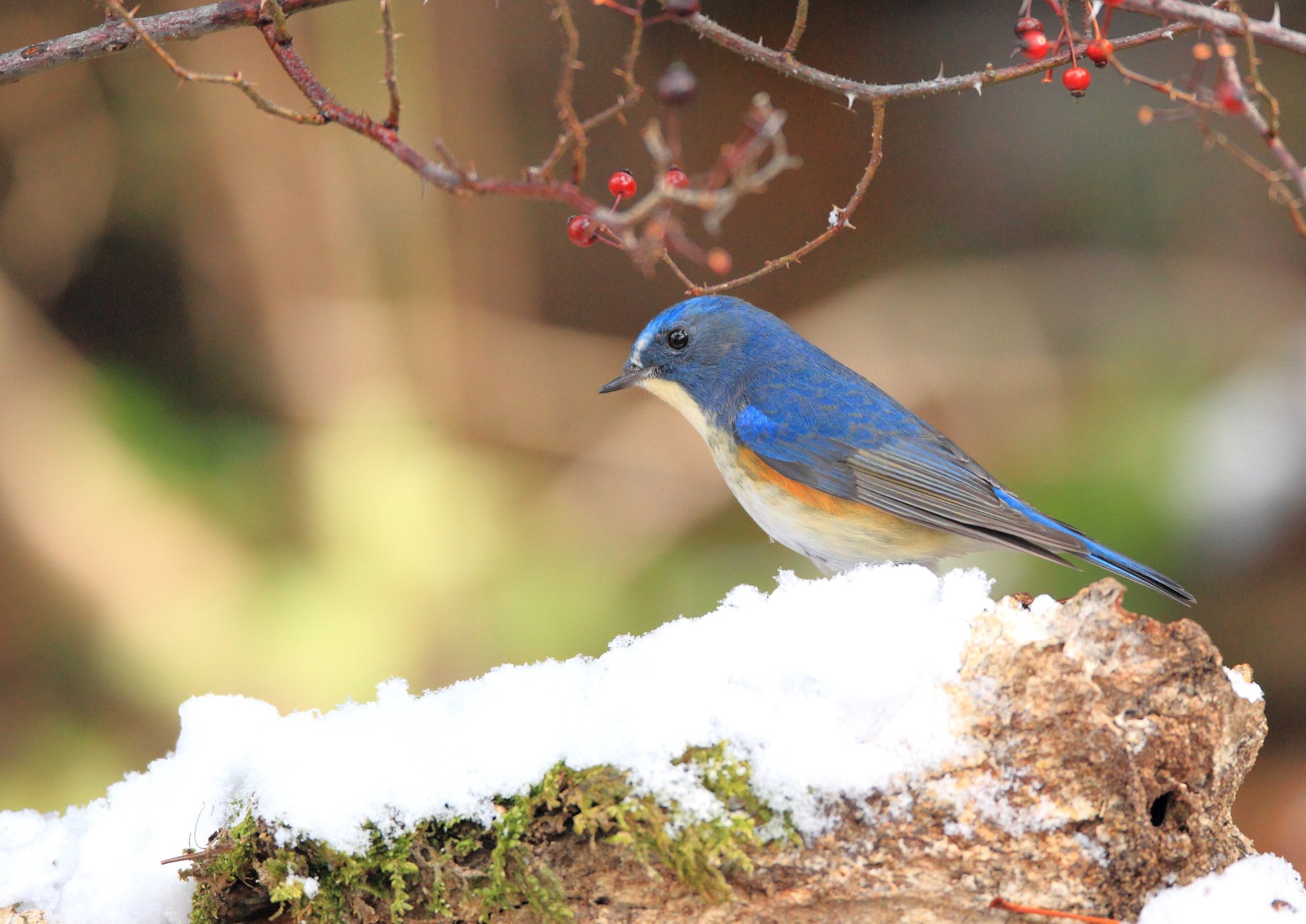 Canon EOS-1D Mark IV + Canon EF 800mm F5.6L IS USM sample photo. ルリビタキ ポーズ− photography