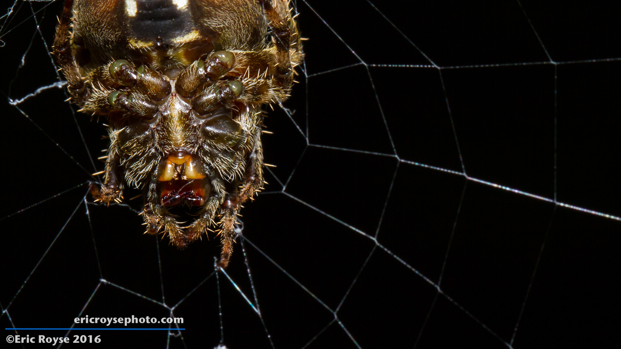 Canon EOS 7D + Canon EF 100mm F2.8L Macro IS USM sample photo. Spider queen photography