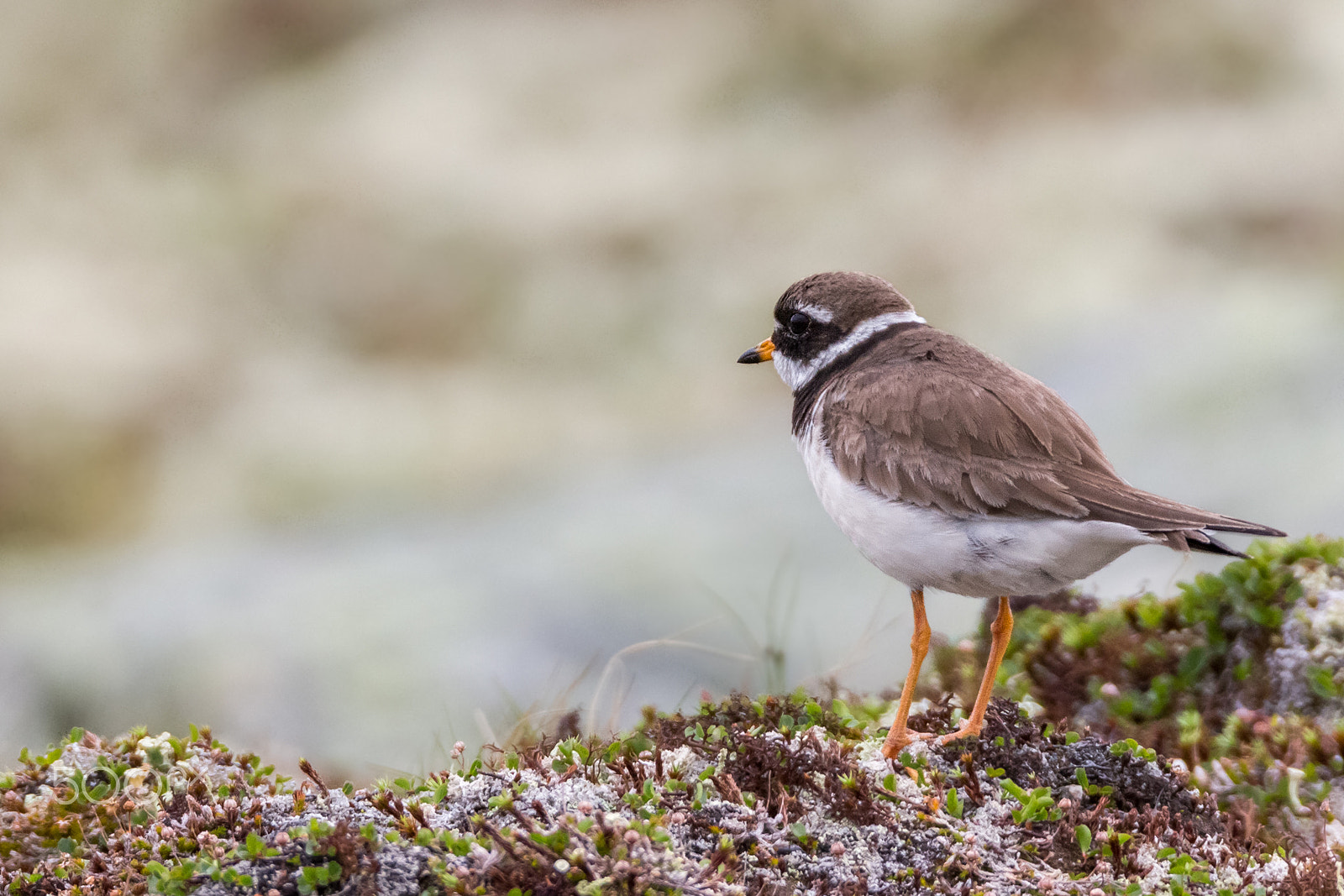 Canon EOS 60D sample photo. Common ringed plover photography