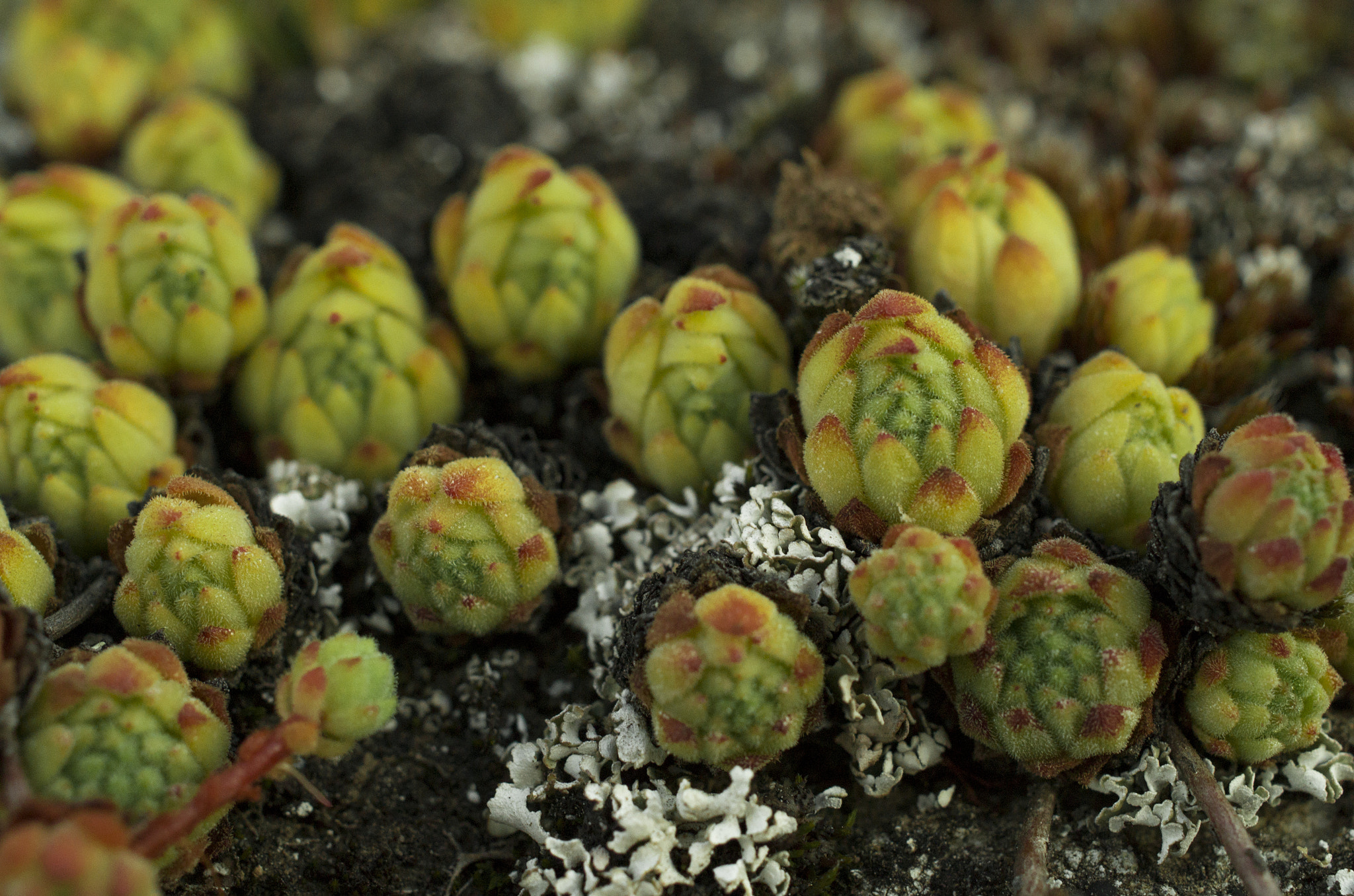 Pentax smc DA 35mm F2.8 Macro Limited sample photo. Houseleeks are watching you... photography