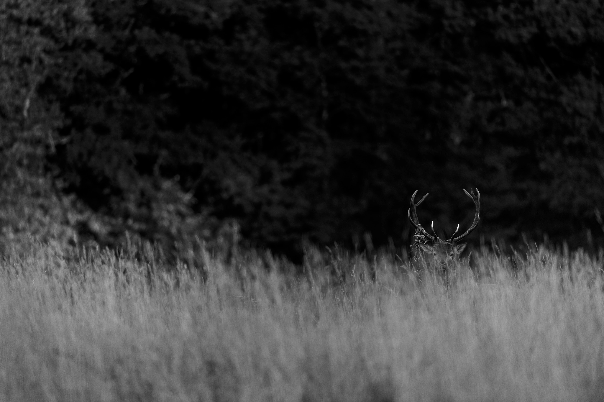 Nikon AF-S Nikkor 500mm F4G ED VR sample photo. Cerf élaphe - cervus elaphus photography
